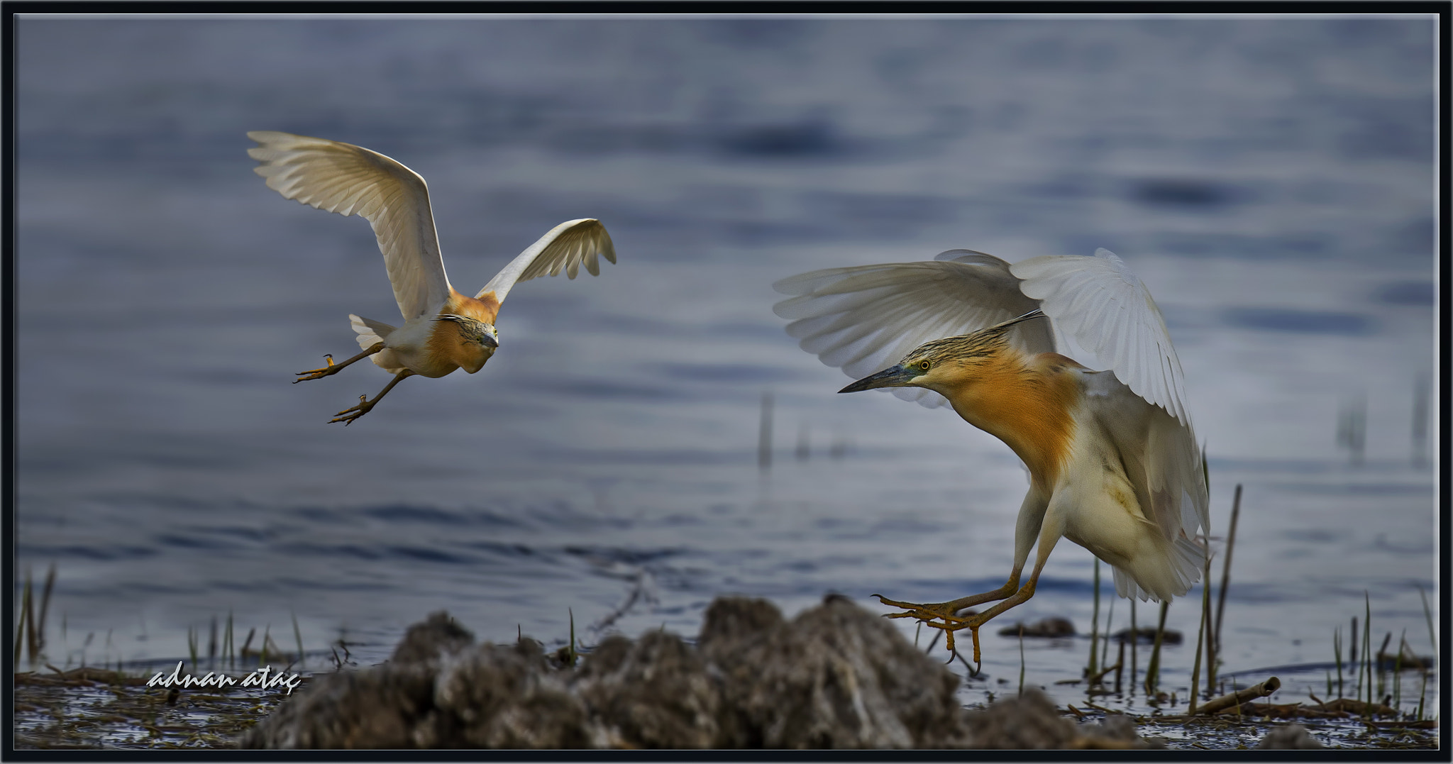 Nikon D4 sample photo. Alaca balıkçıl - ardeola ralloides - squacco heron photography