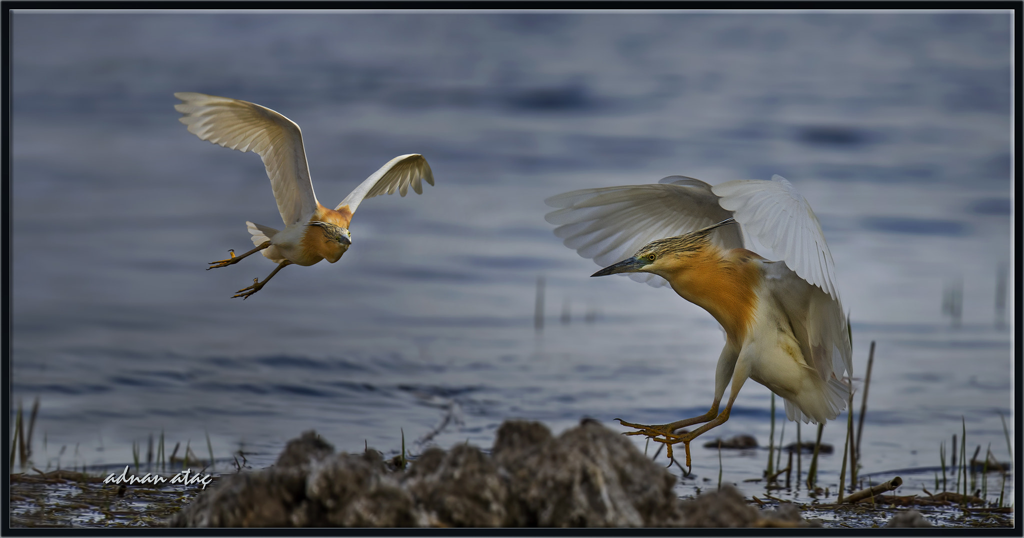 Sigma 150-600mm F5-6.3 DG OS HSM | S sample photo. Alaca balıkçıl - ardeola ralloides - squacco heron photography