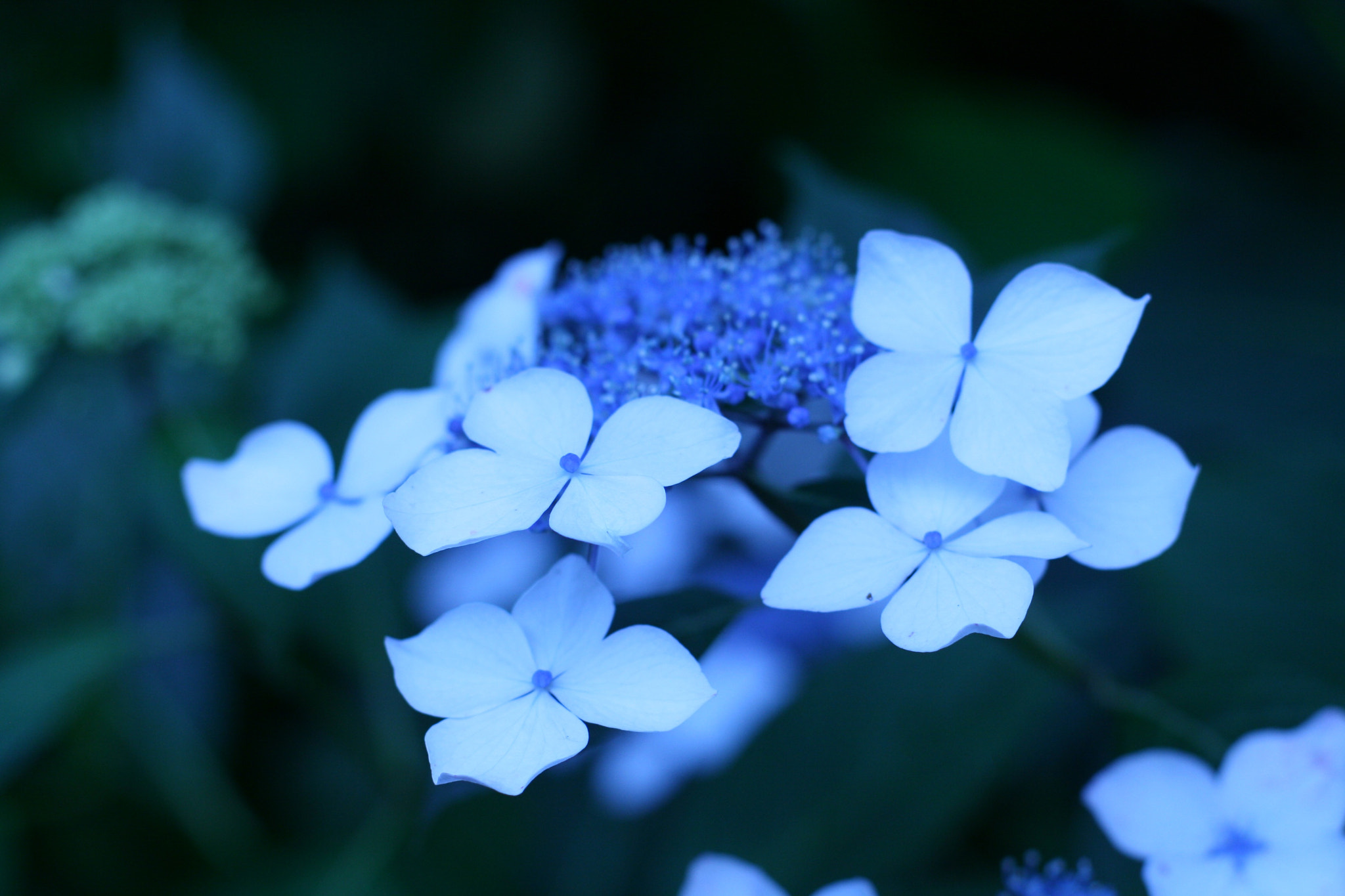 Canon EF 50mm F1.4 USM sample photo. Rainy season photography