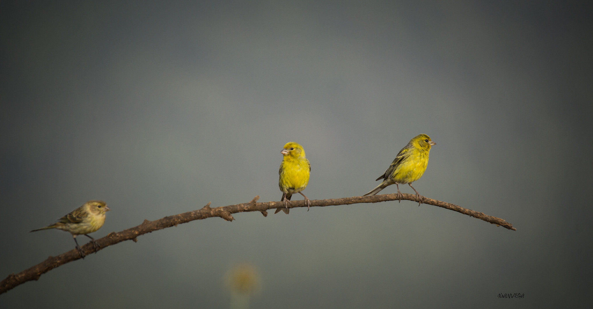 Sony Alpha DSLR-A850 + Minolta AF 300mm F2.8 HS-APO G sample photo. Pardillo y canarios photography