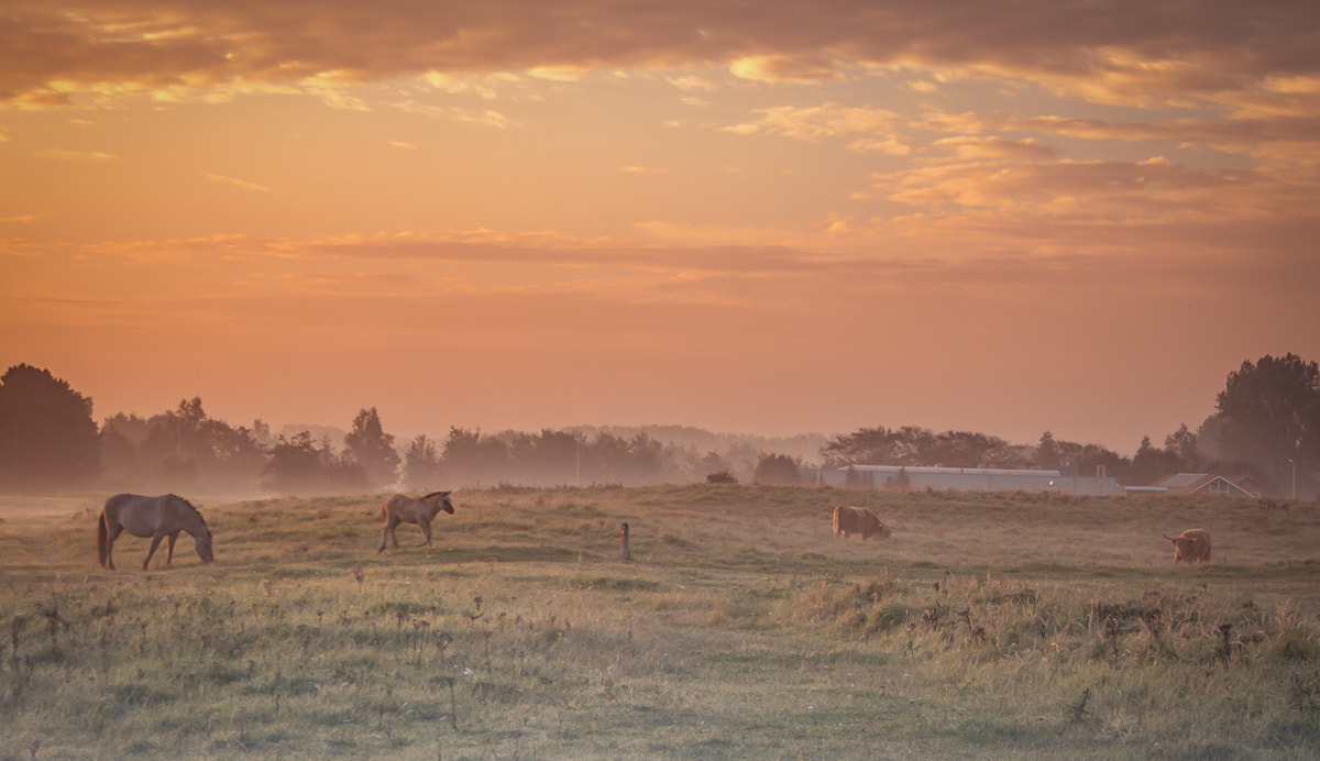 Canon EF-S 18-55mm F3.5-5.6 sample photo. Misty morning meadow photography