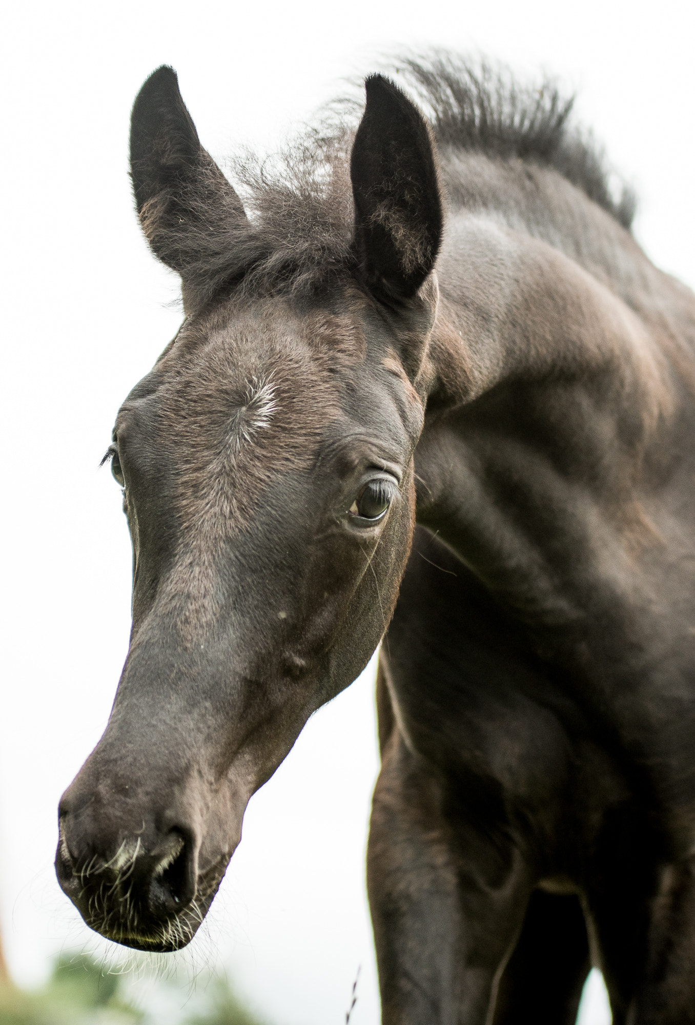 Sigma 70-200mm F2.8 EX DG OS HSM sample photo. 8 weeks old foal photography