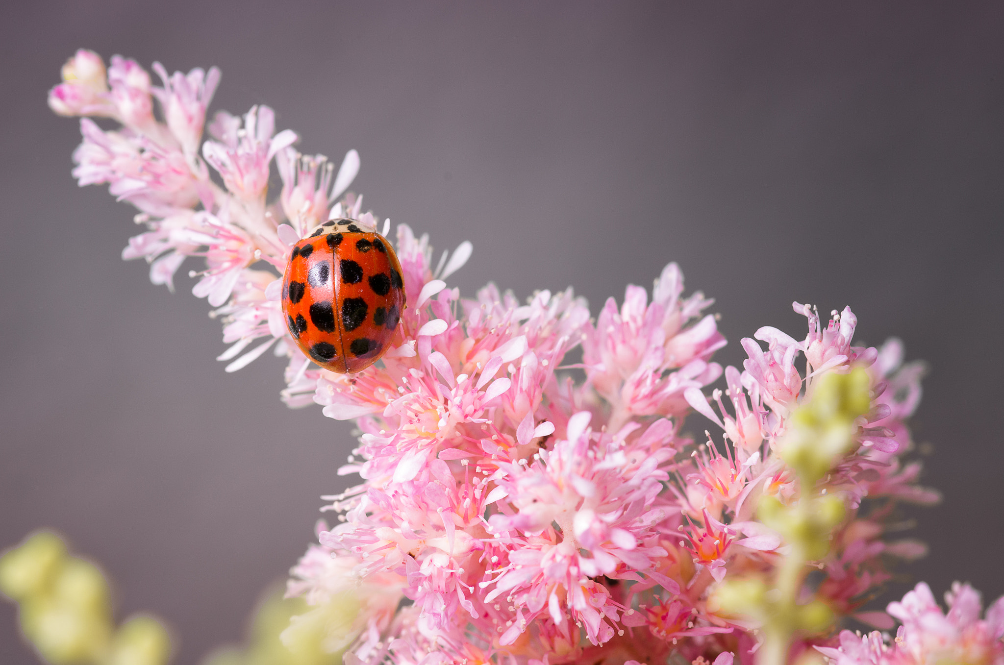 Pentax smc D-FA 100mm F2.8 Macro WR sample photo. Kletter käfer photography