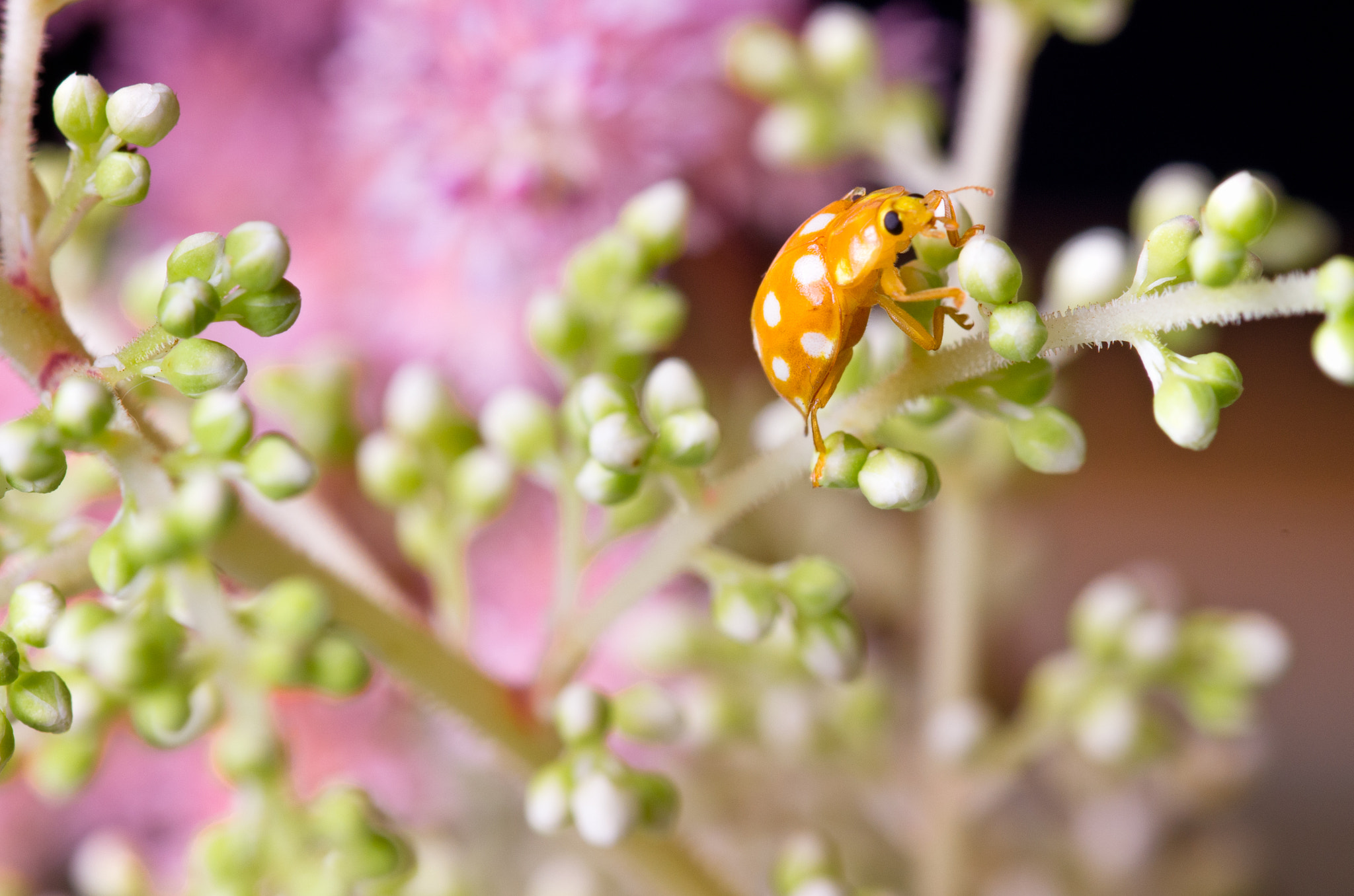 Pentax smc D-FA 100mm F2.8 Macro WR sample photo. Kletter käfer photography