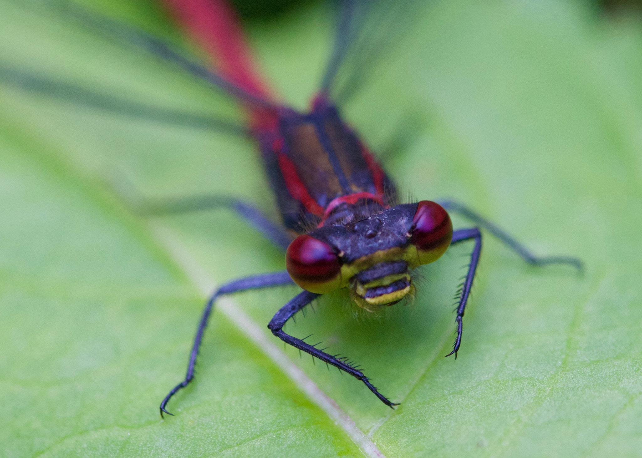 Canon EOS 650D (EOS Rebel T4i / EOS Kiss X6i) + Canon EF 100mm F2.8L Macro IS USM sample photo. Red dragonfly photography