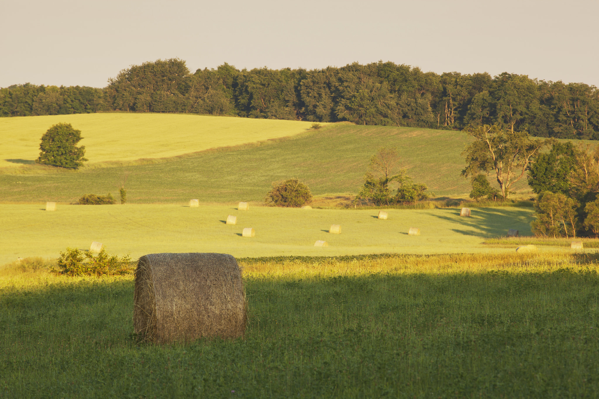 Canon EOS 5D Mark II sample photo. Rolling hay fields photography