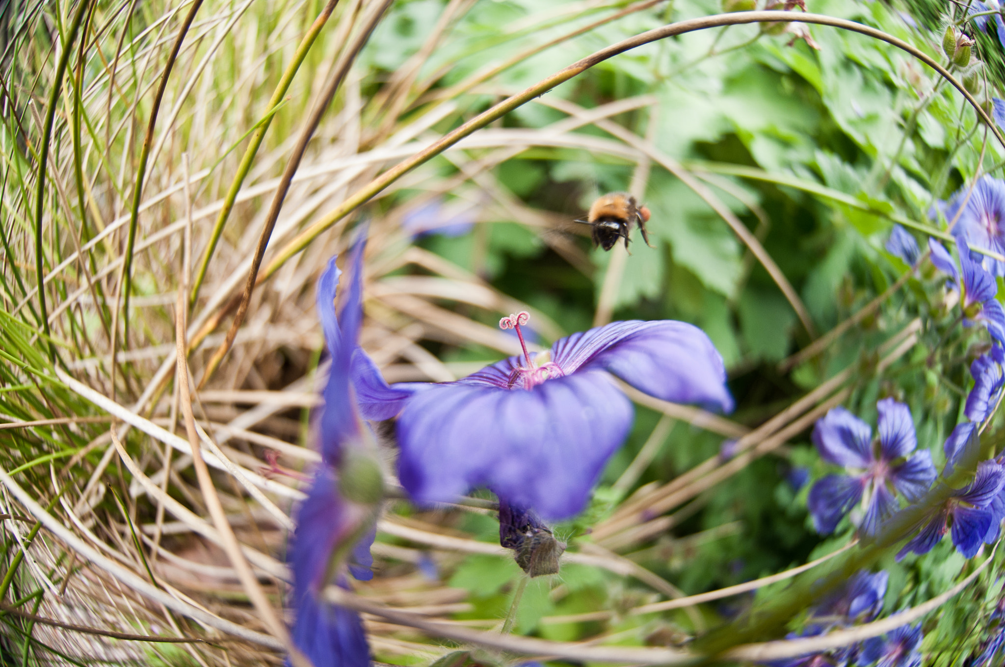 Nikon AF DX Fisheye-Nikkor 10.5mm F2.8G ED sample photo. Bee photography