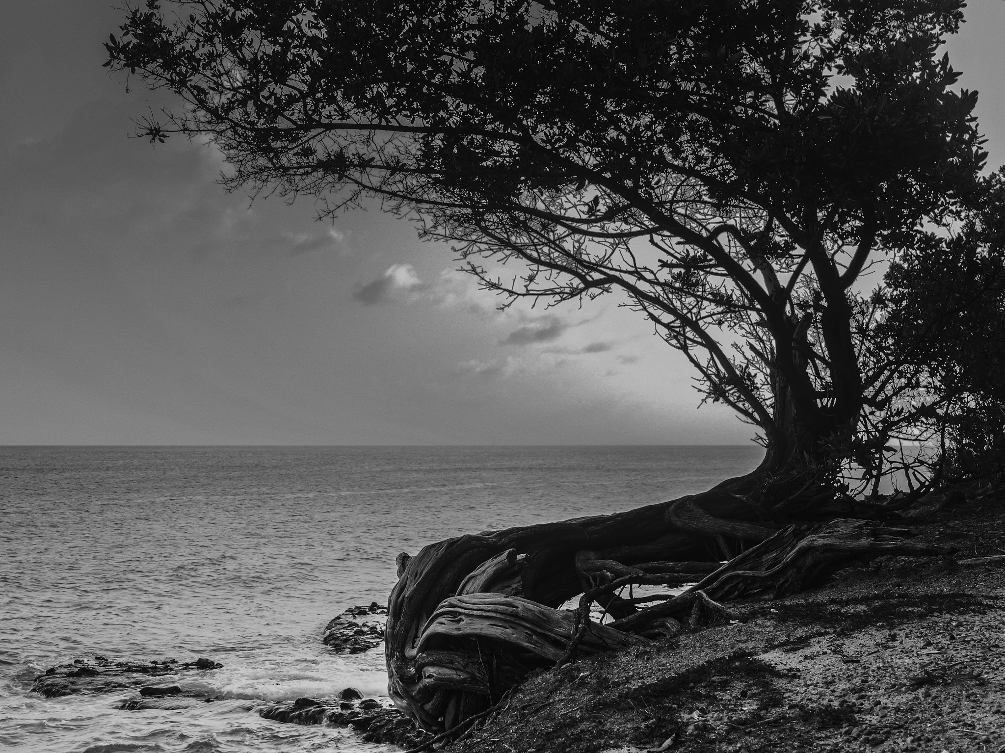 Olympus OM-D E-M5 + LUMIX G 25/F1.7 sample photo. Twisted tree photography