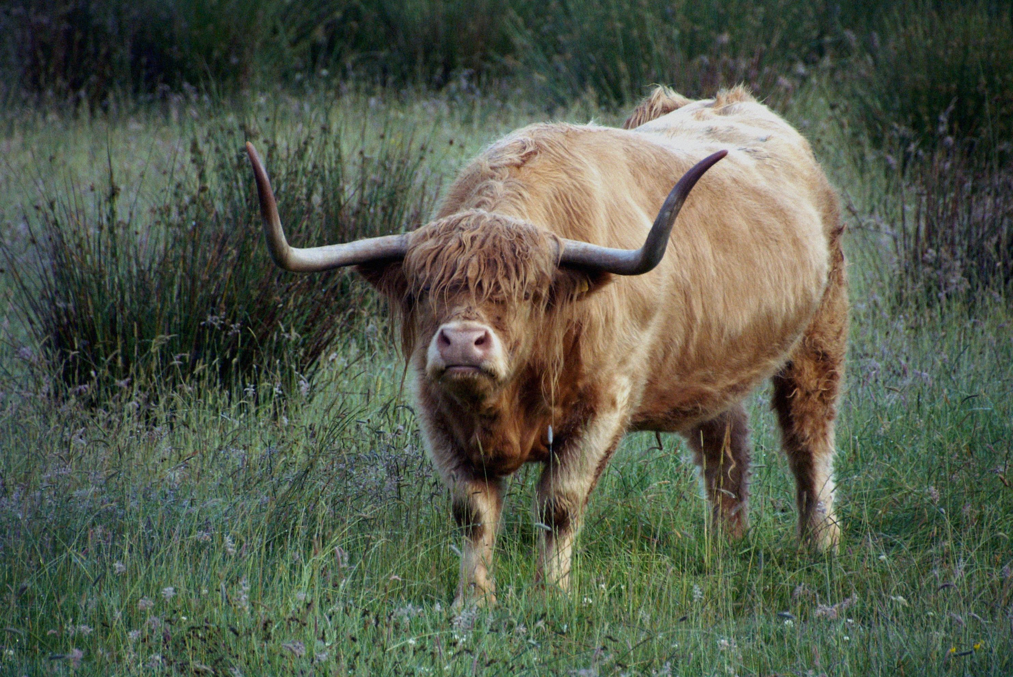 KONICA MINOLTA MAXXUM 5D sample photo. Bull photography