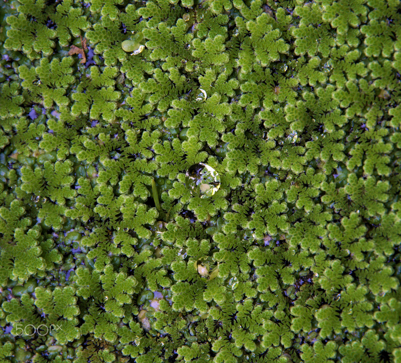 Nikon D3100 sample photo. Droplet photography