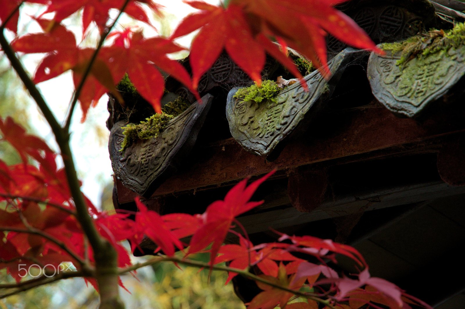 Nikon D3100 sample photo. Botanical gardens photography