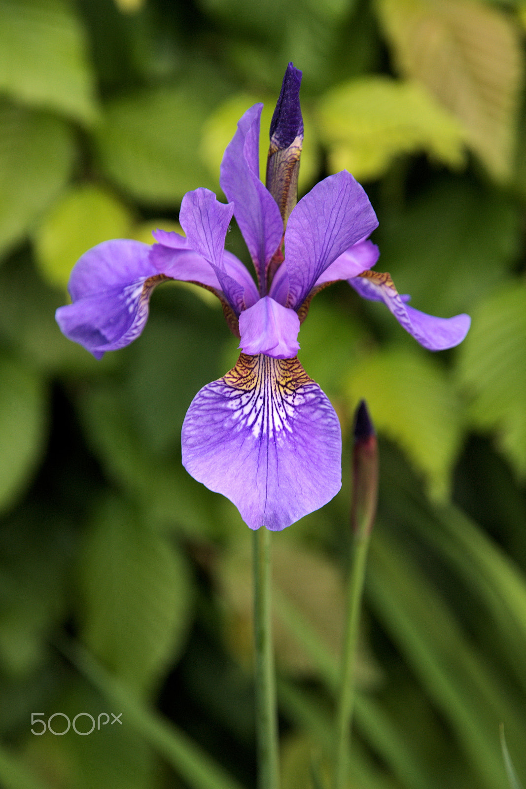 Nikon D3100 sample photo