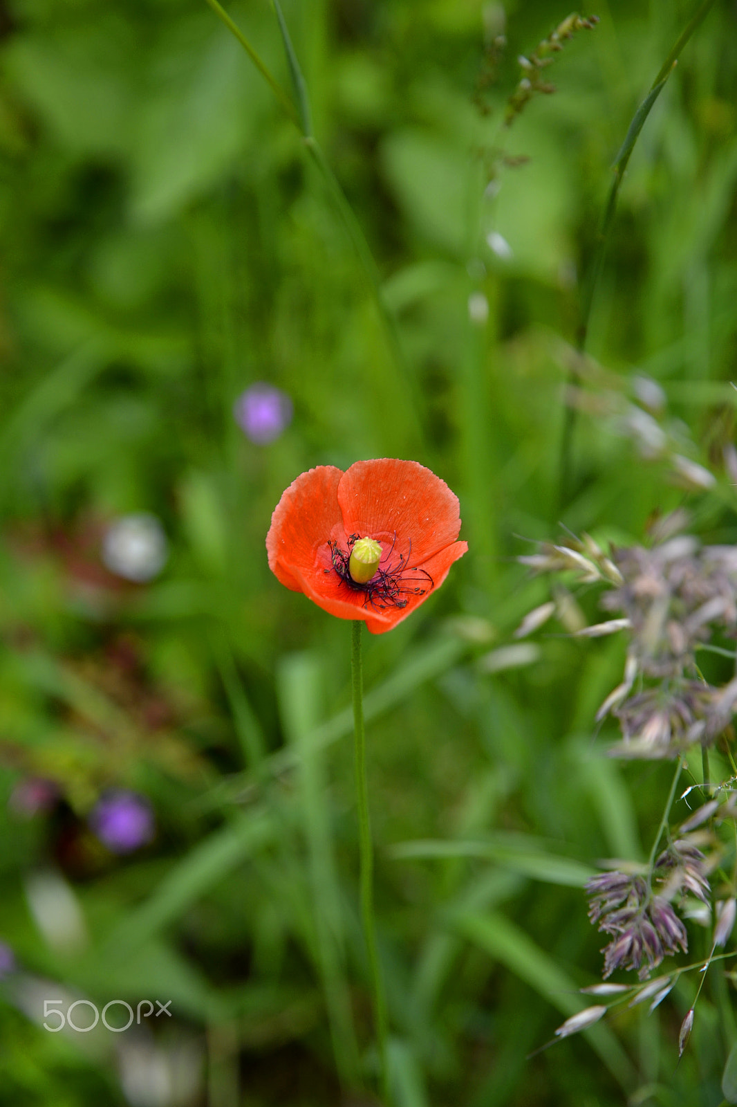 Nikon D3100 sample photo. Poppy photography