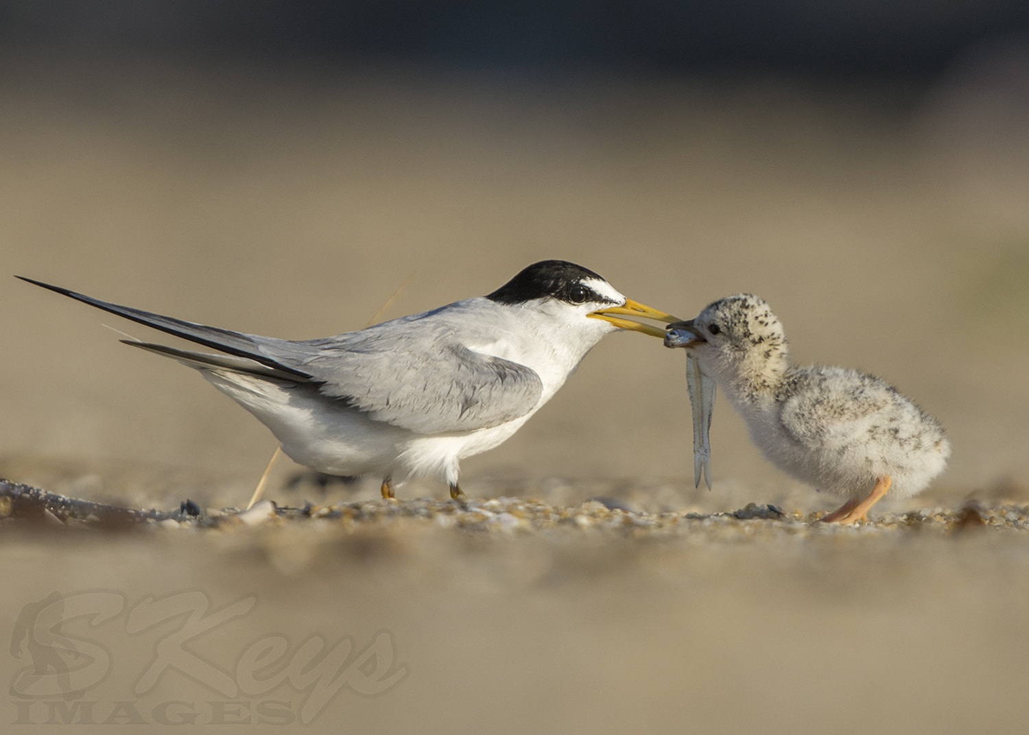 Nikon D7200 + Sigma 500mm F4.5 EX DG HSM sample photo. Handoff (least terns) photography