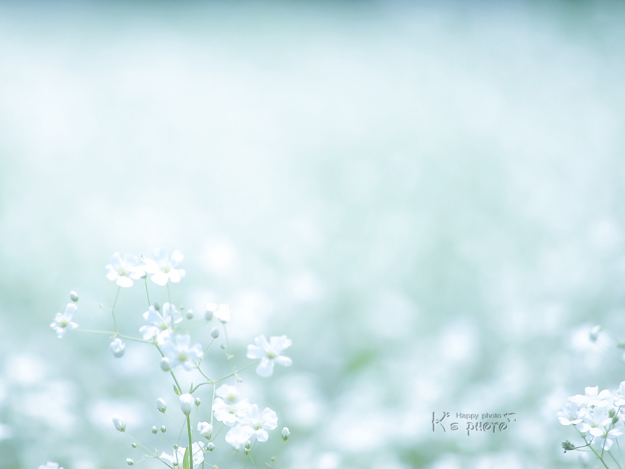 Canon EF-S 60mm F2.8 Macro USM sample photo. かすみ草 photography