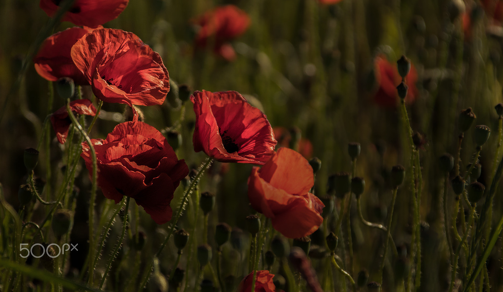 Canon EF 28-300mm F3.5-5.6L IS USM sample photo. Abendlicht photography