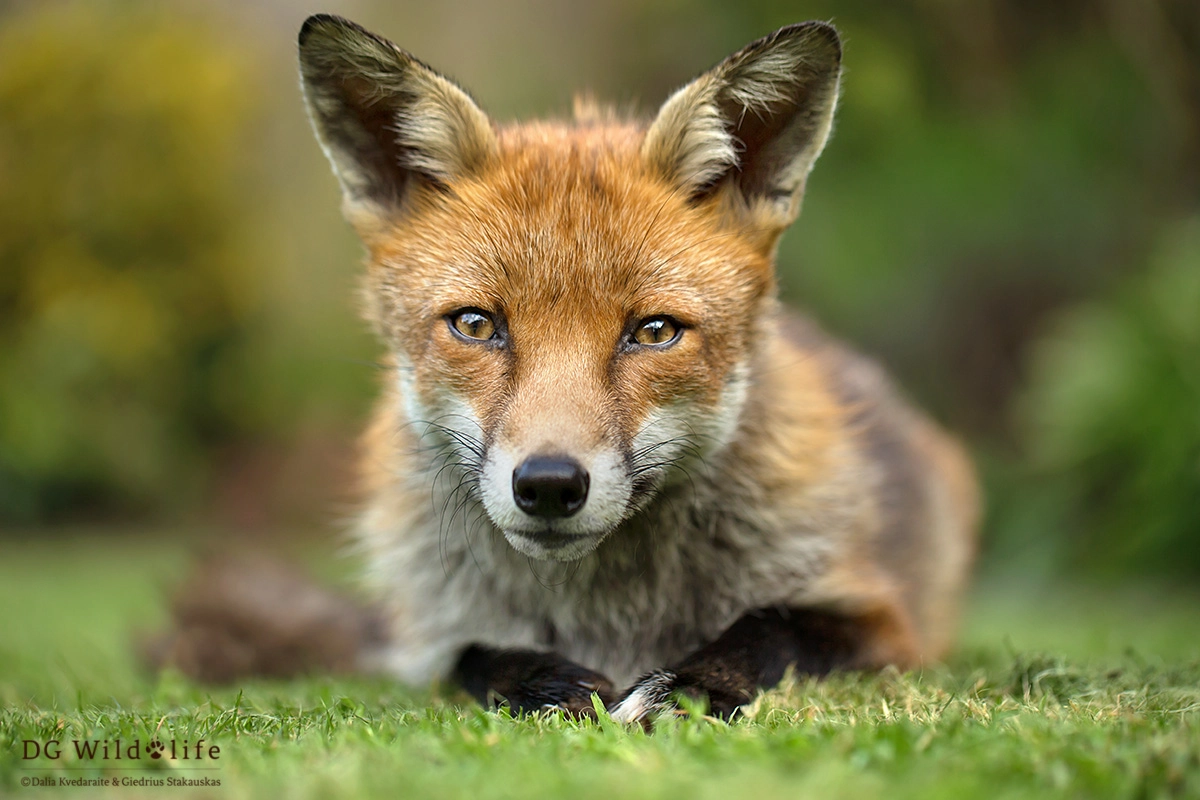 Canon EF 100mm F2.8L Macro IS USM sample photo. Friendly fox photography