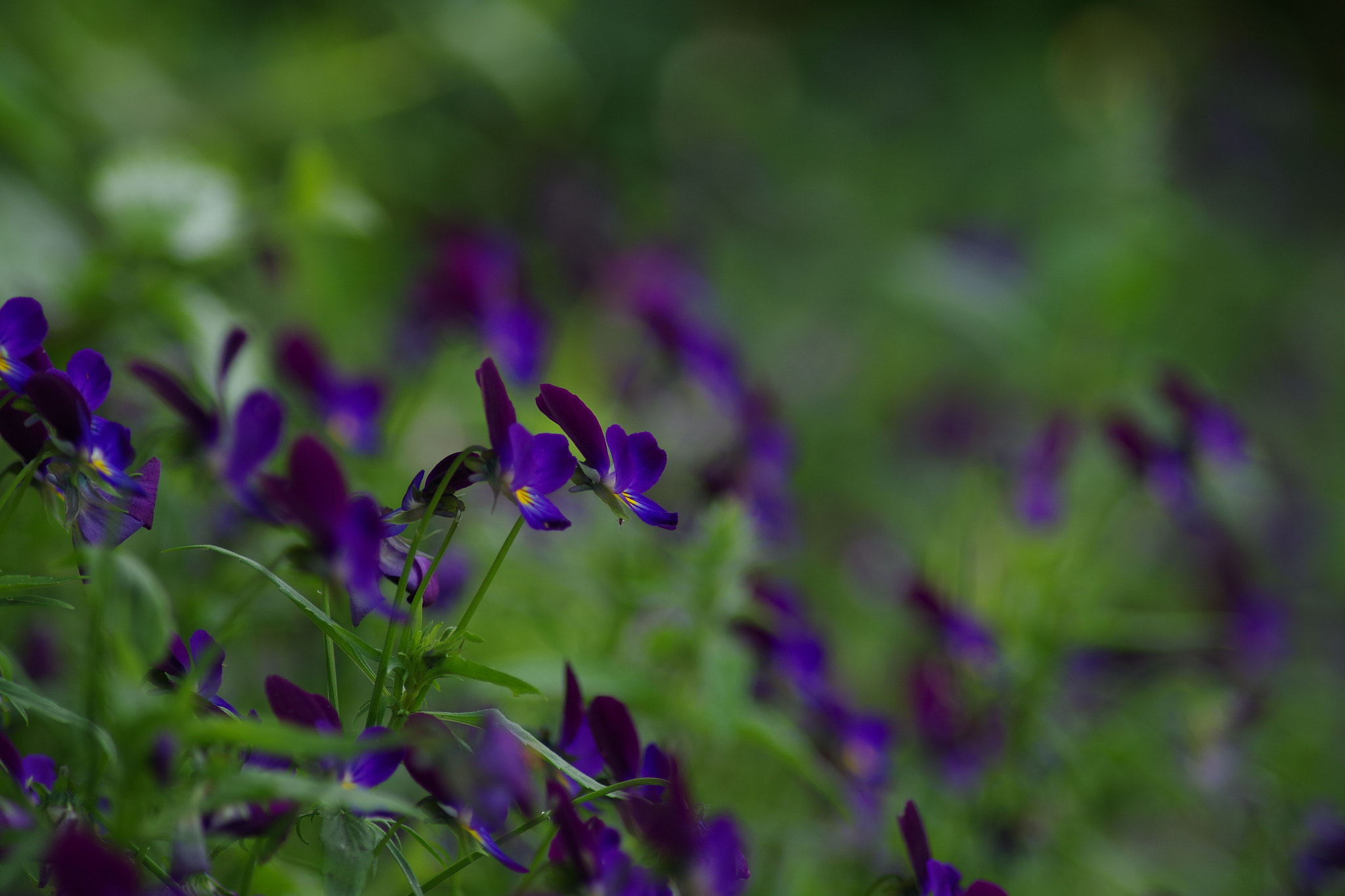 Tamron AF 70-300mm F4-5.6 Di LD Macro sample photo. Nice vacation at hiiumaa. photography