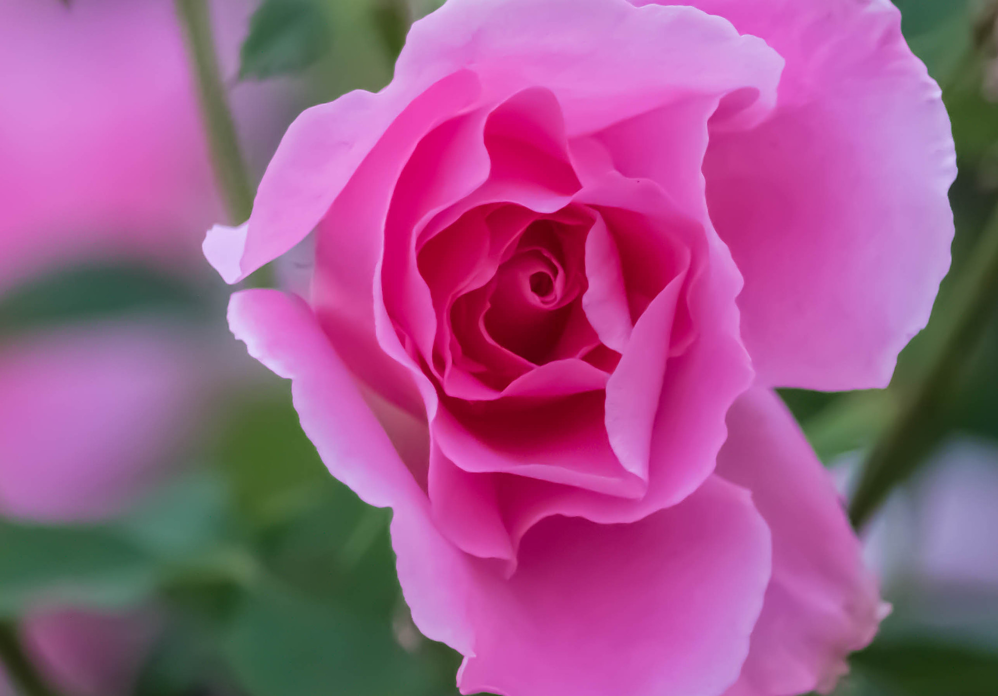 Canon EOS 760D (EOS Rebel T6s / EOS 8000D) sample photo. Finalrose photography