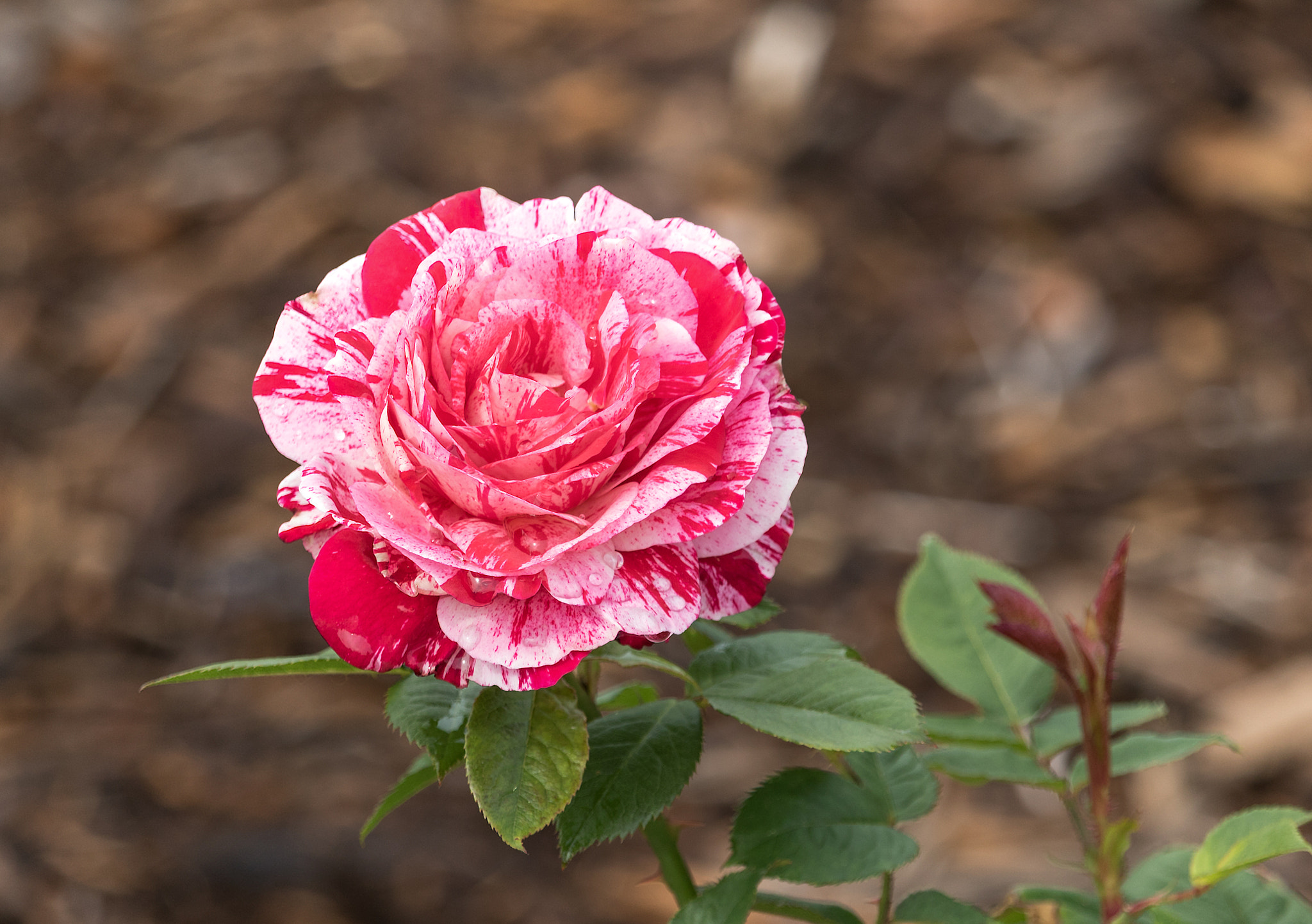 Canon EOS 760D (EOS Rebel T6s / EOS 8000D) sample photo. Rose photography