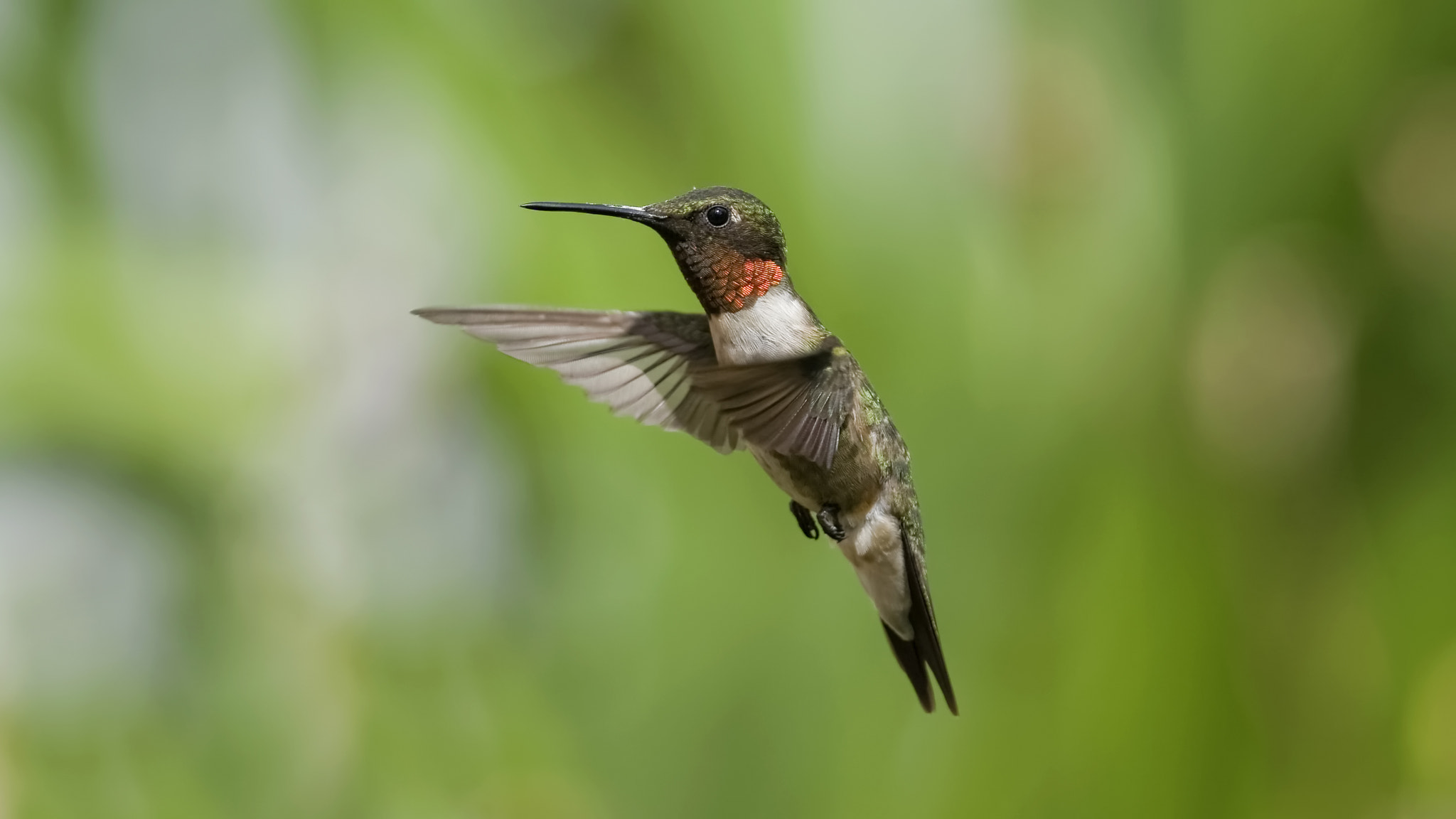 Nikon D7100 + Nikon AF Nikkor 105mm F2D DC sample photo. Hummingbird and calla lilies photography