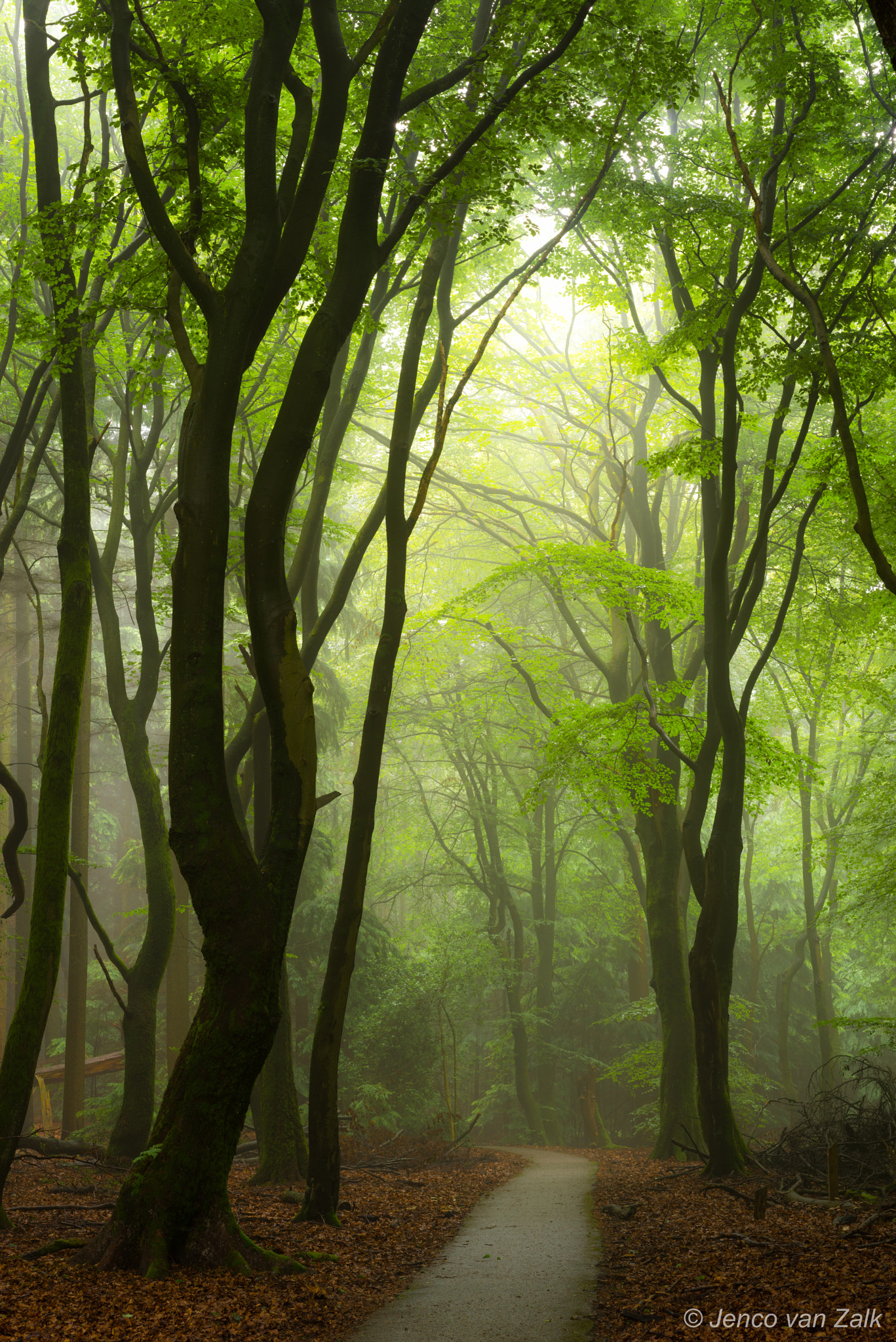 Nikon D800 + AF Nikkor 50mm f/1.8 sample photo. Misty morning in the forest photography