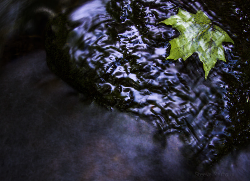Canon EF-S 10-18mm F4.5–5.6 IS STM sample photo. Leaf on a rock photography