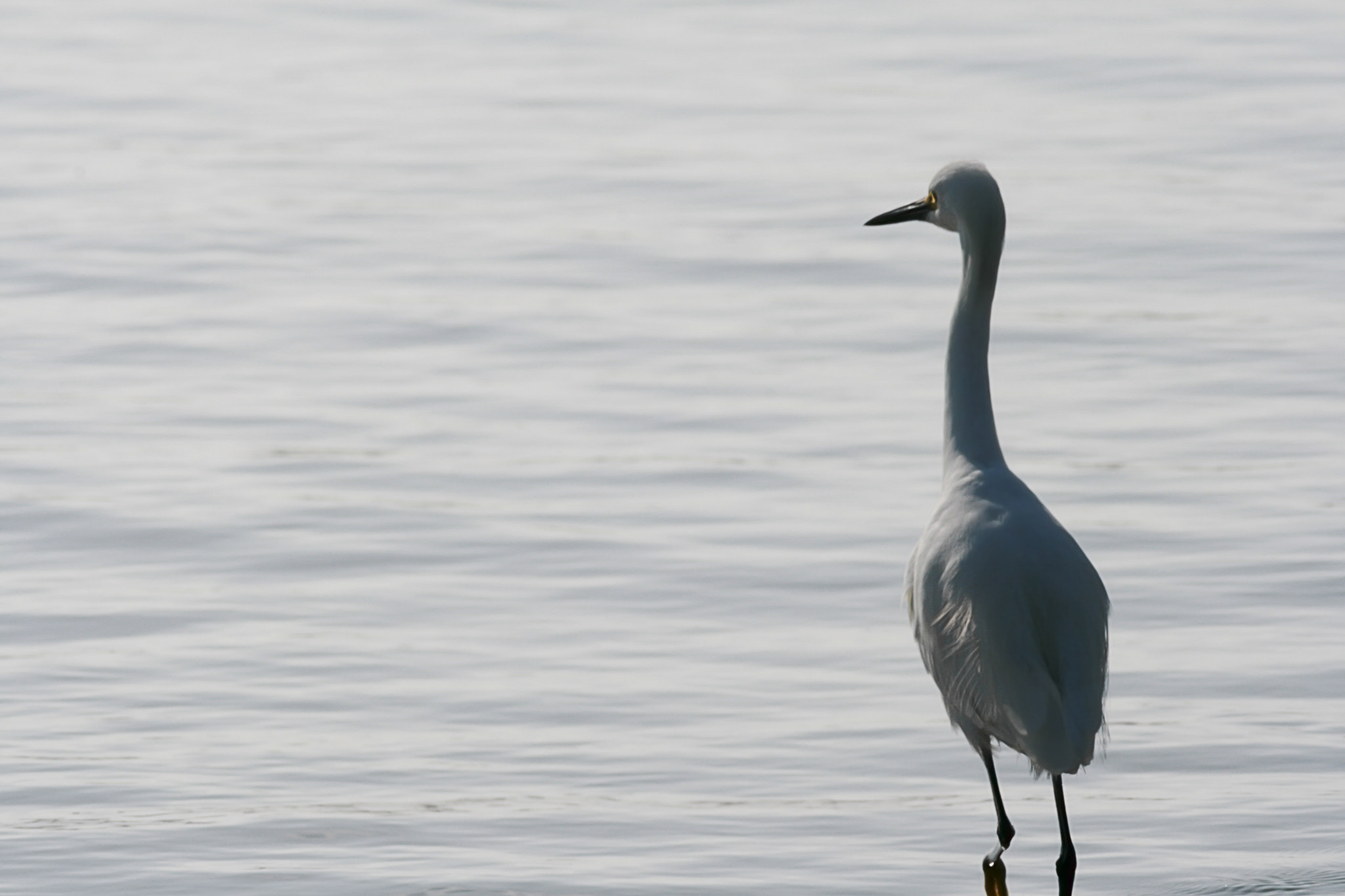 Canon EF 35-350mm F3.5-5.6L USM sample photo. Waterfowl photography