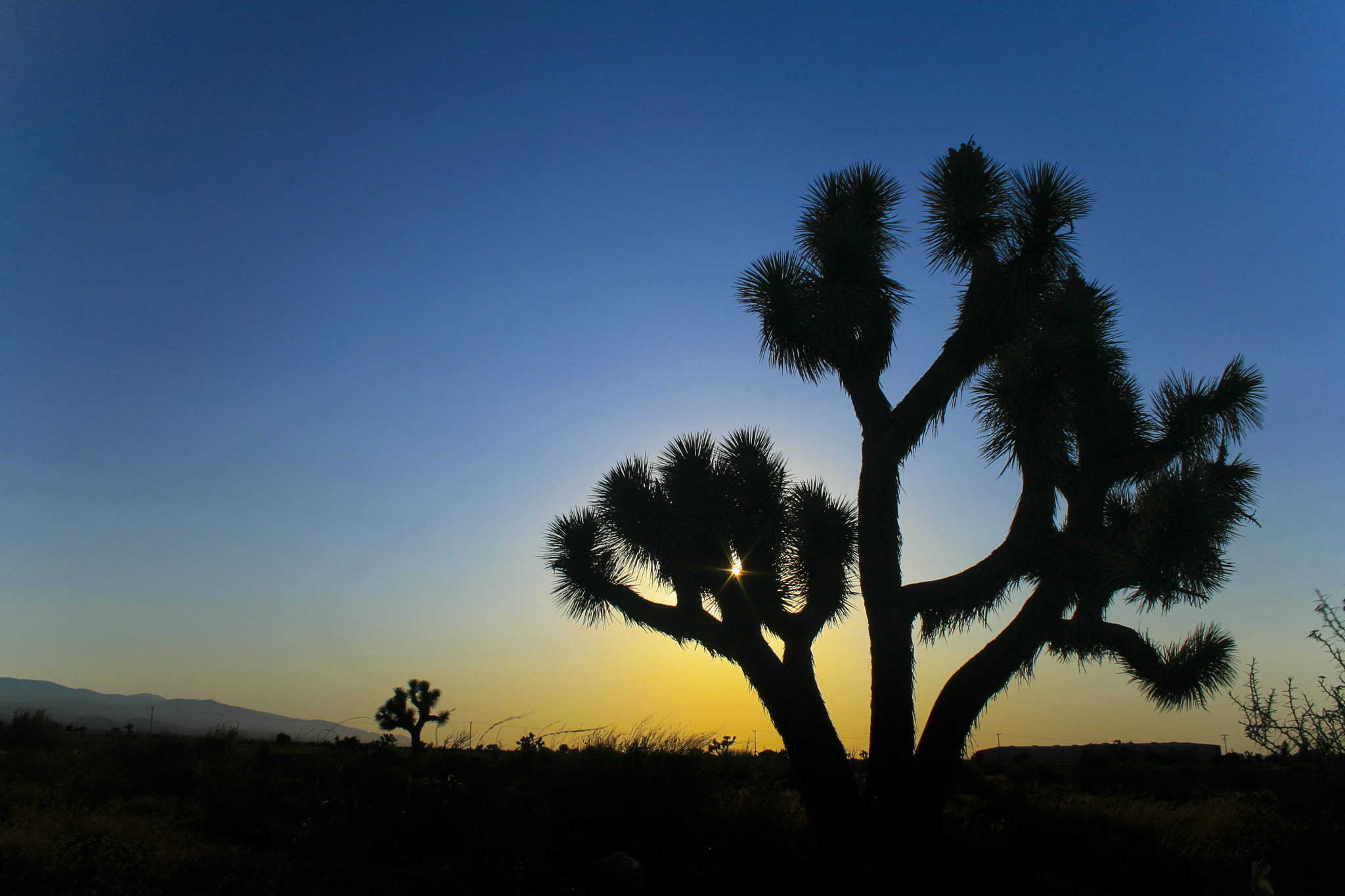 Canon EOS 400D (EOS Digital Rebel XTi / EOS Kiss Digital X) + Canon EF-S 18-55mm F3.5-5.6 sample photo. Joshua tree at sunset photography