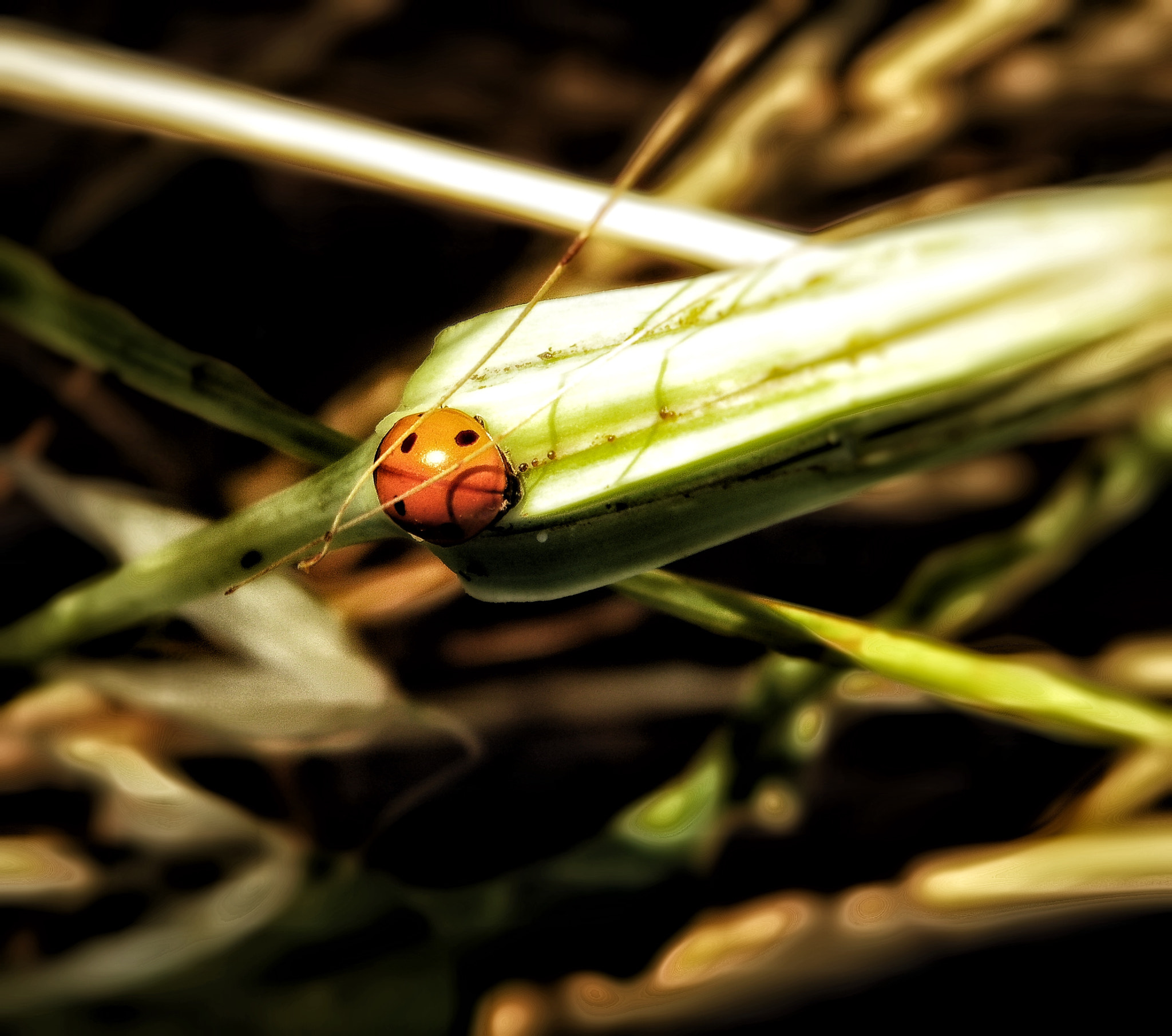 Kodak EASYSHARE Z1015 IS DIGITAL CAMERA sample photo. Solitary ladybug photography