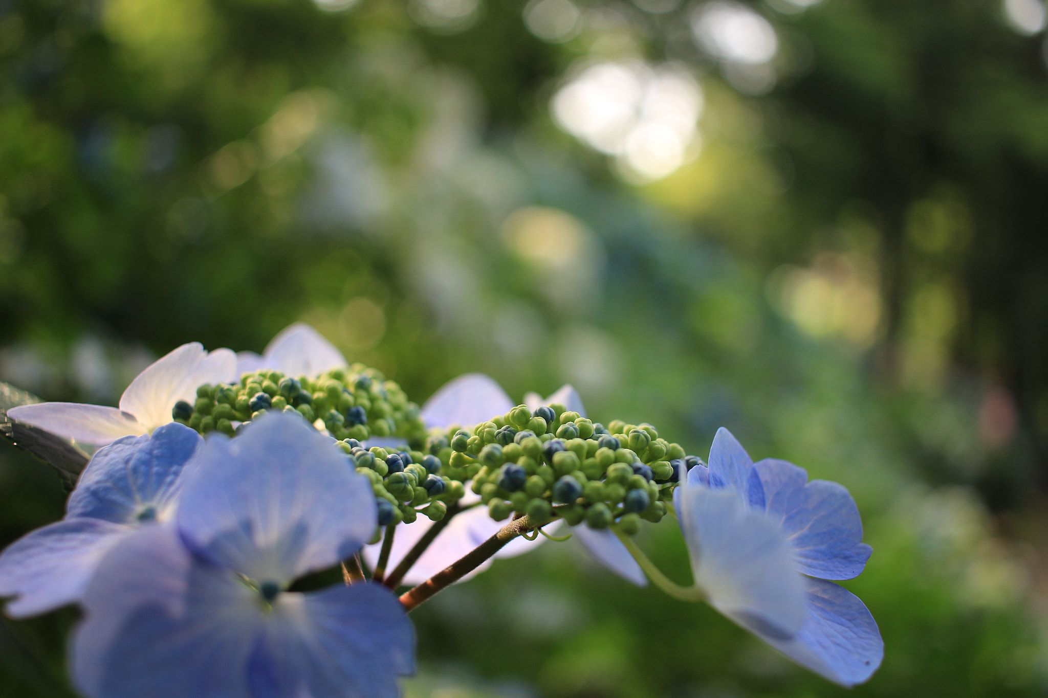 Canon EOS 100D (EOS Rebel SL1 / EOS Kiss X7) sample photo. Hydrangea photography