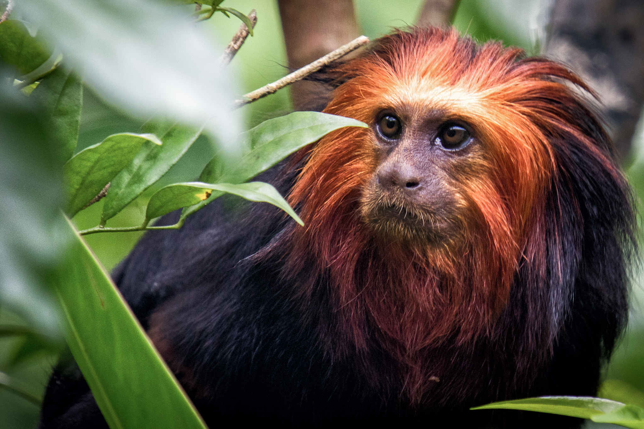 Canon EF 70-200mm F4L IS USM sample photo. Golden-header lion tamarin, river safari, singapore photography