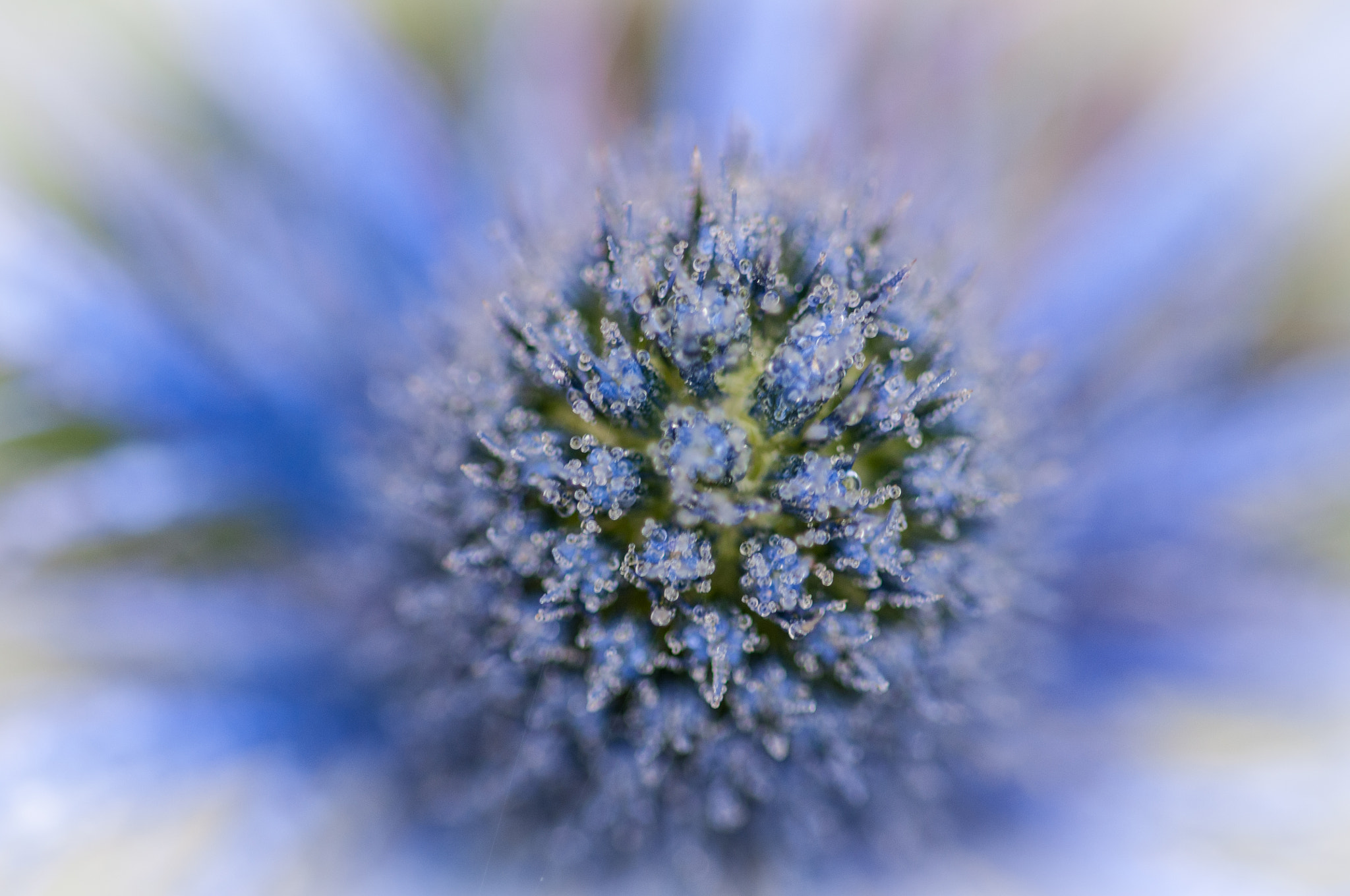 Sigma 105mm F2.8 EX DG OS HSM sample photo. Sea holly photography