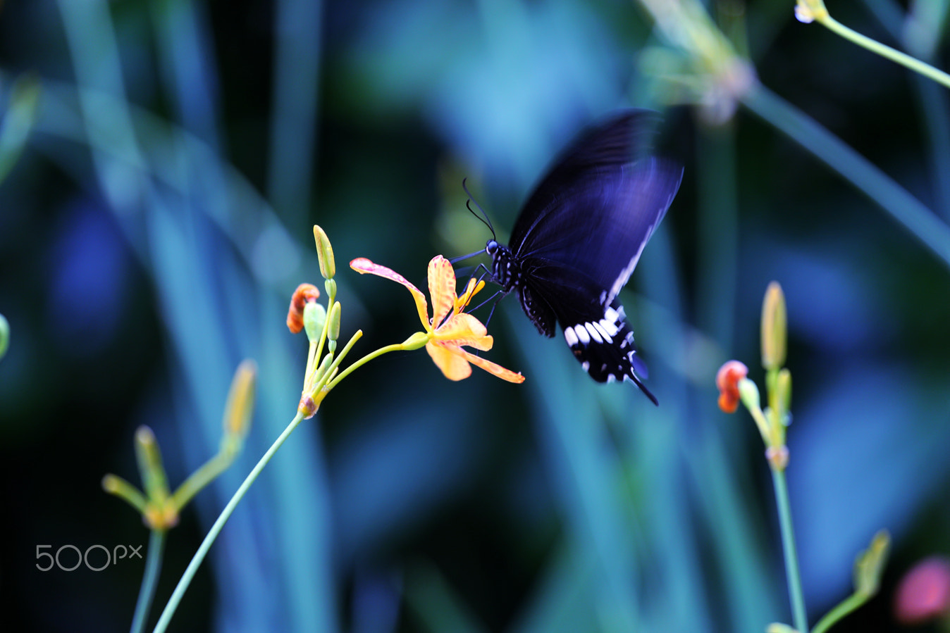 Canon EOS-1D X + Canon EF 100-400mm F4.5-5.6L IS USM sample photo. Dreamy butterfly-2<庄周梦蝶> photography