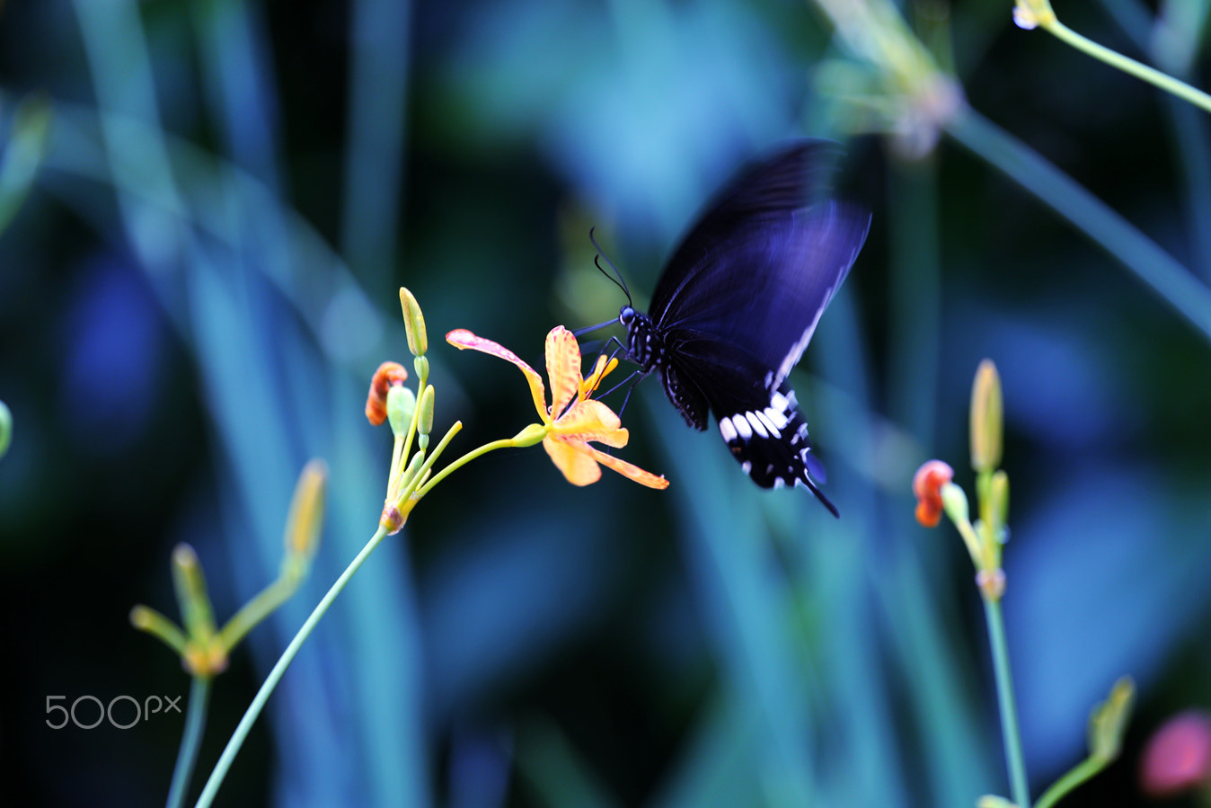 Canon EF 100-400mm F4.5-5.6L IS USM sample photo. Dreamy butterfly-2<庄周梦蝶> photography