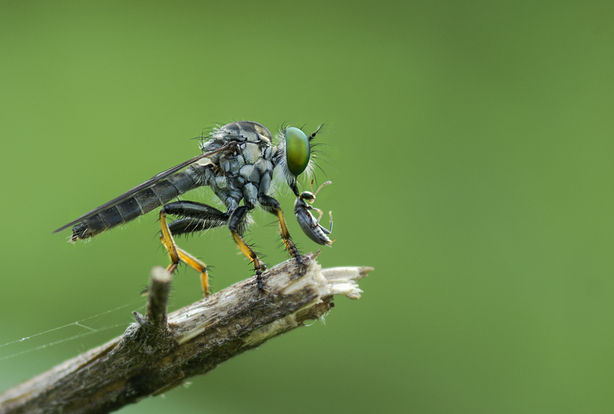 Nikon D7100 + AF Micro-Nikkor 105mm f/2.8 sample photo. Eat photography