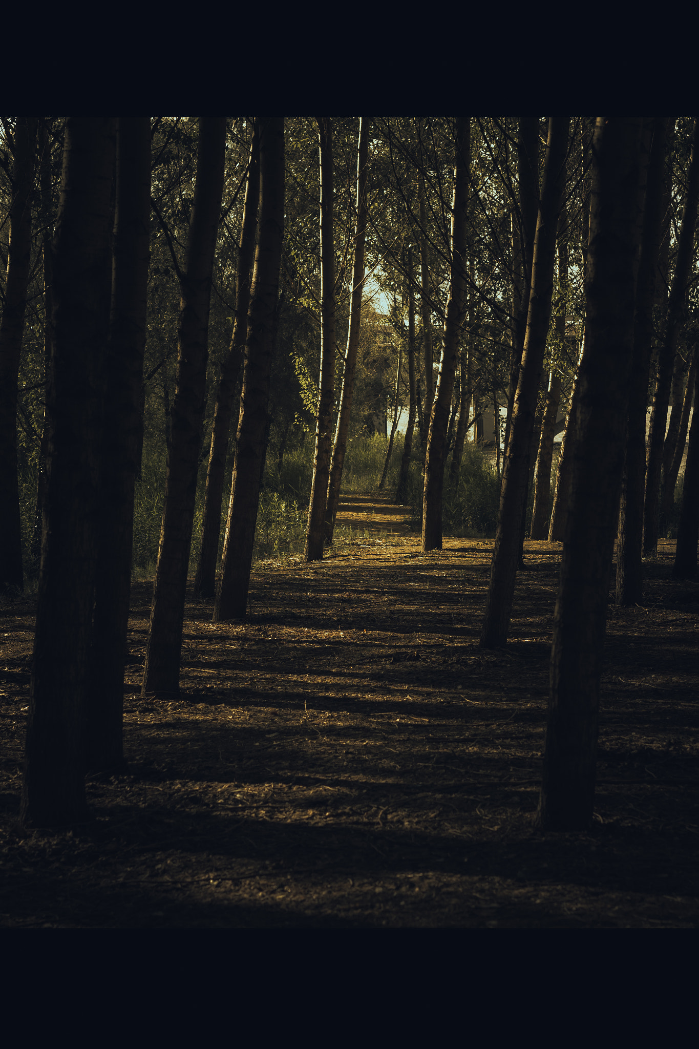 Sigma 50mm F1.4 EX DG HSM sample photo. Forest photography