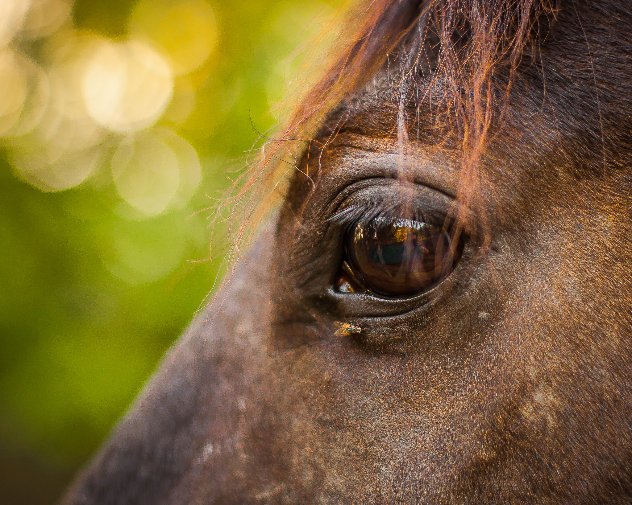 Canon EF 50mm F1.4 USM sample photo. The eye photography