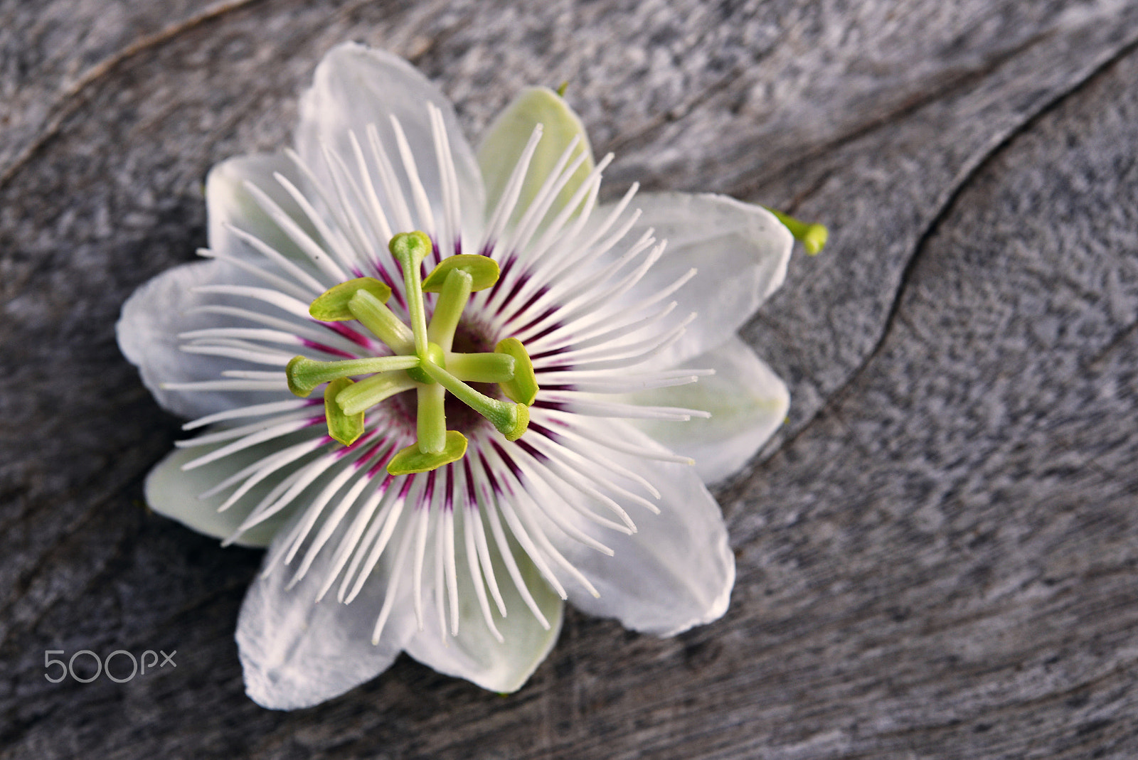 Nikon AF-S Micro-Nikkor 60mm F2.8G ED sample photo. Passion fruit flower.... photography