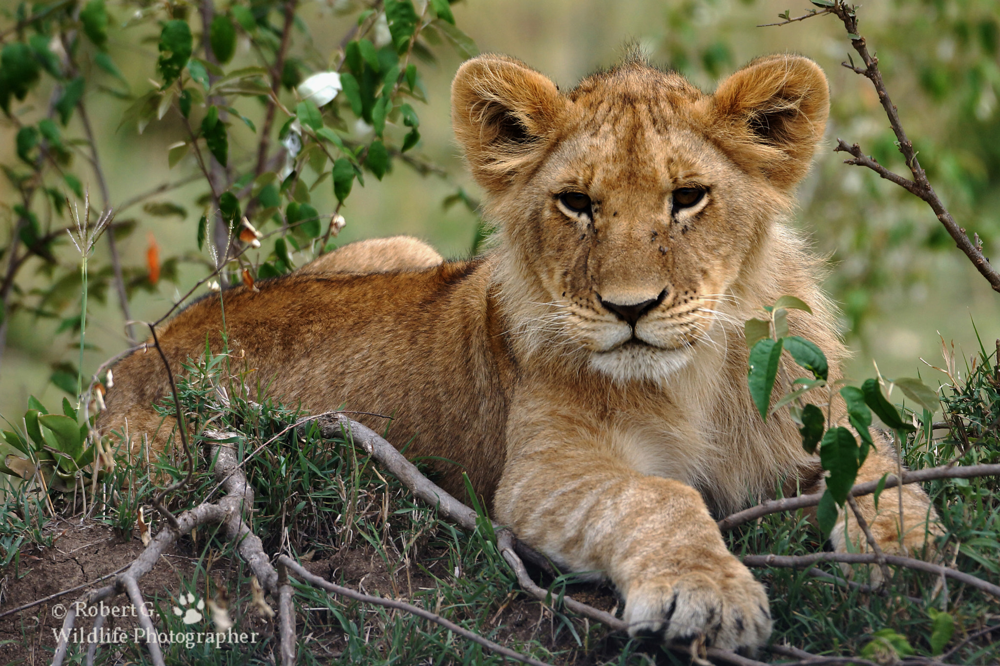 Sony 70-300mm F4.5-5.6 G SSM sample photo. Young lion photography