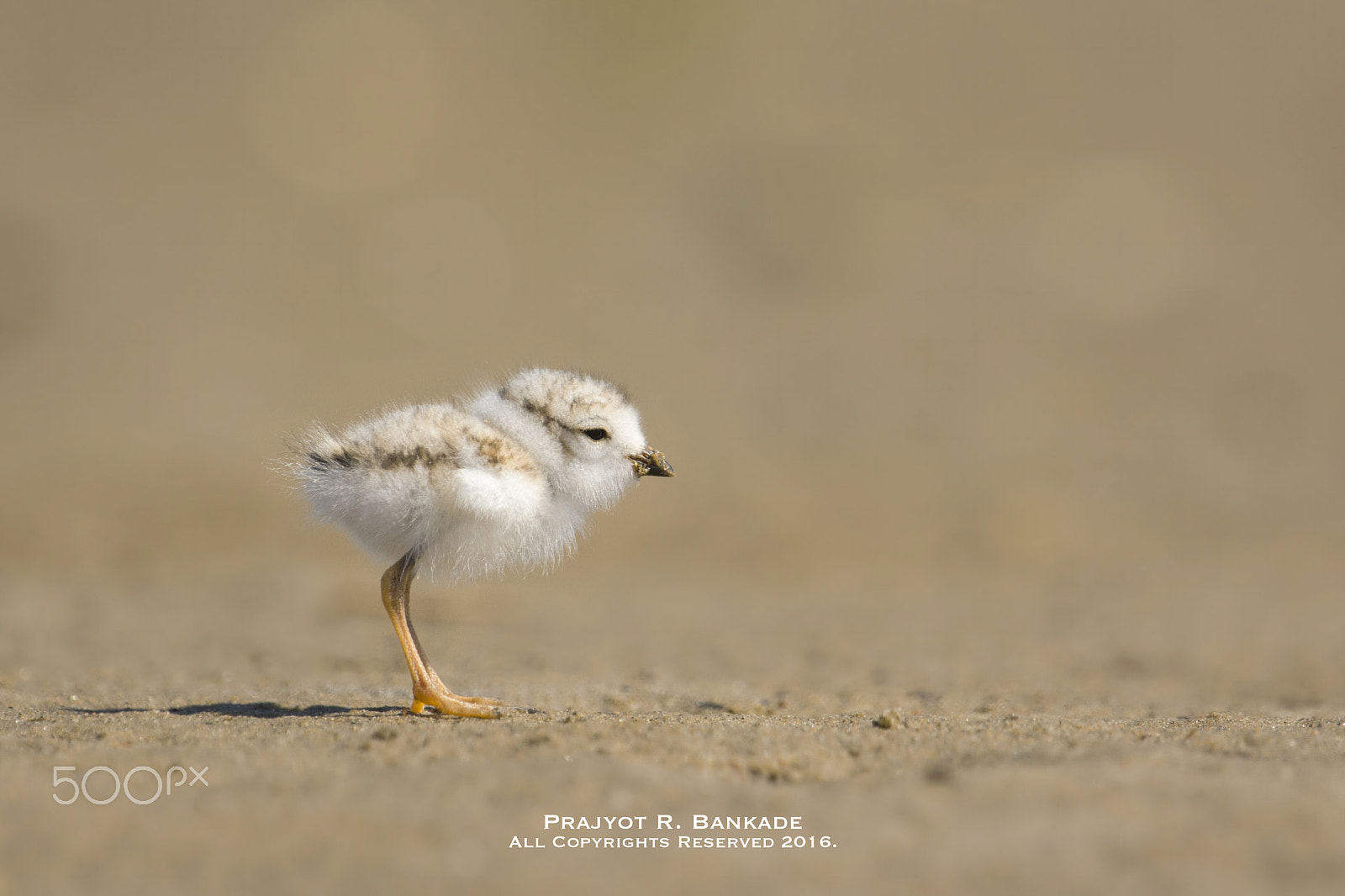 Nikon D7200 + Nikon AF-S Nikkor 500mm F4G ED VR sample photo. Baby piping plovers photography