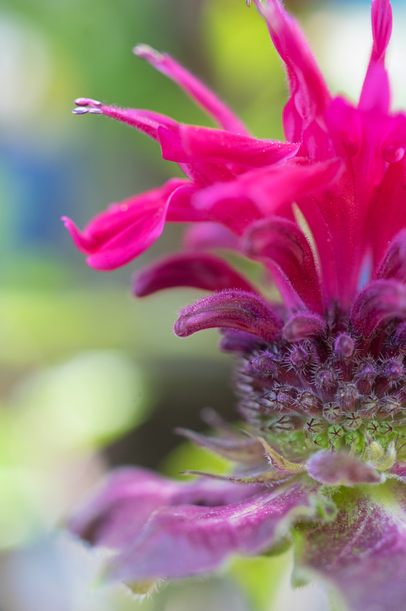 Pentax smc DA 35mm F2.8 Macro Limited sample photo. Bee balm photography