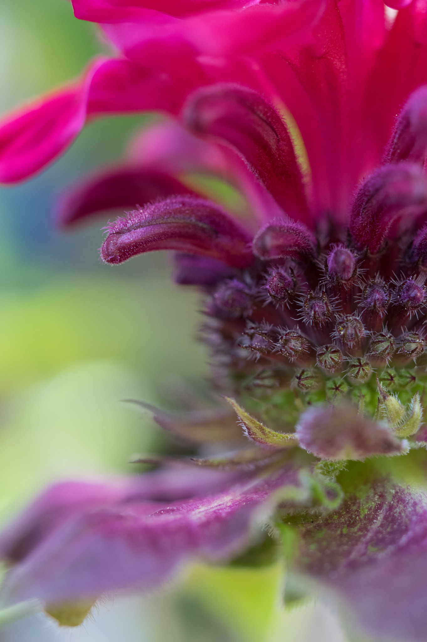 Pentax smc DA 35mm F2.8 Macro Limited sample photo. Bee balm photography