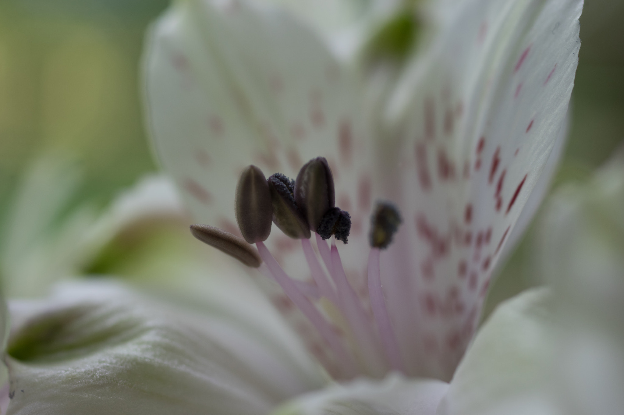 Pentax K-3 + smc PENTAX-FA Macro 50mm F2.8 sample photo. Alstroemeria photography