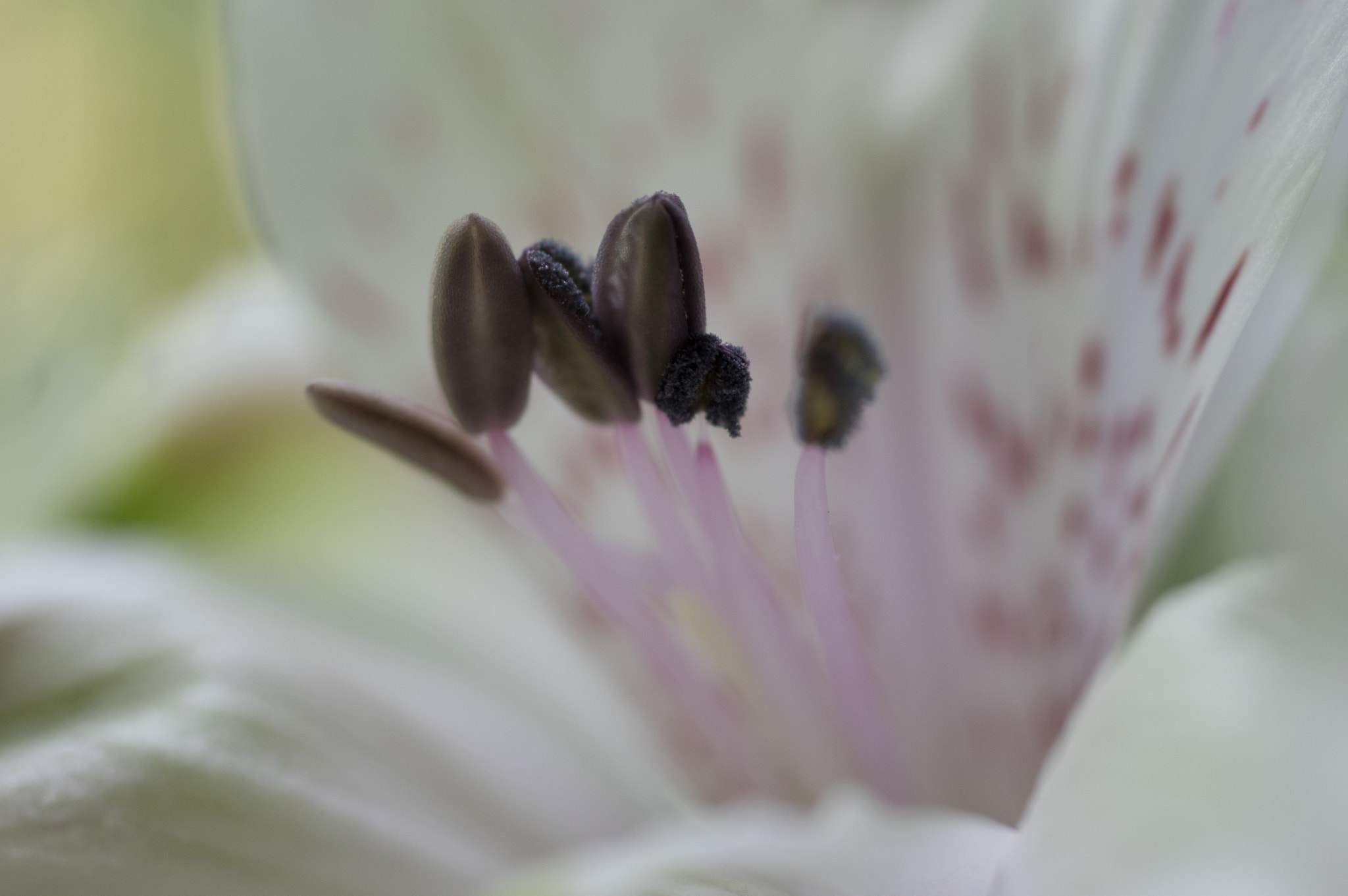 Pentax K-3 + smc PENTAX-FA Macro 50mm F2.8 sample photo. Alstroemeria photography