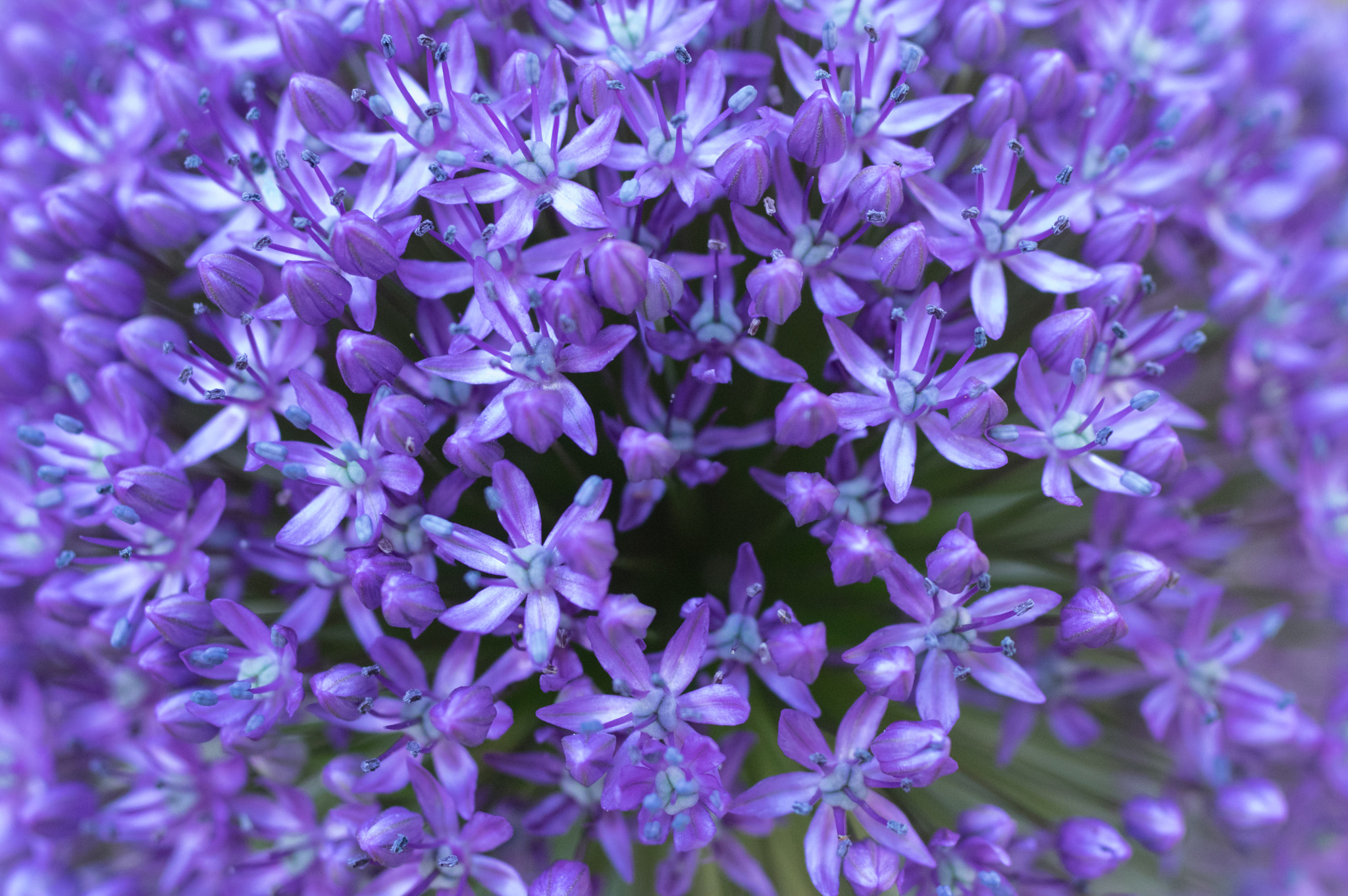 Pentax K-3 + smc PENTAX-FA Macro 50mm F2.8 sample photo. Allium photography
