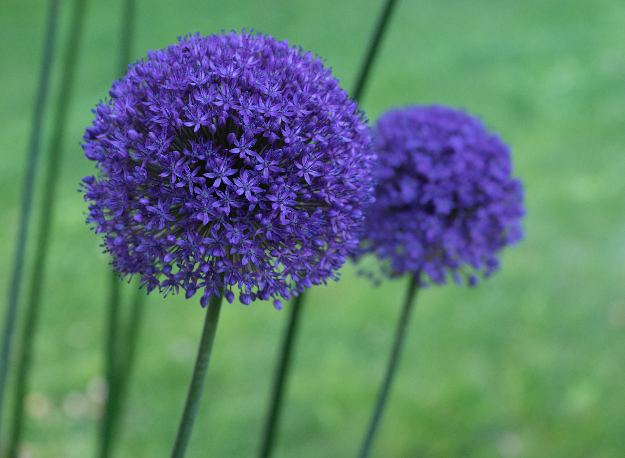 Pentax K-3 + smc PENTAX-FA Macro 50mm F2.8 sample photo. Allium photography