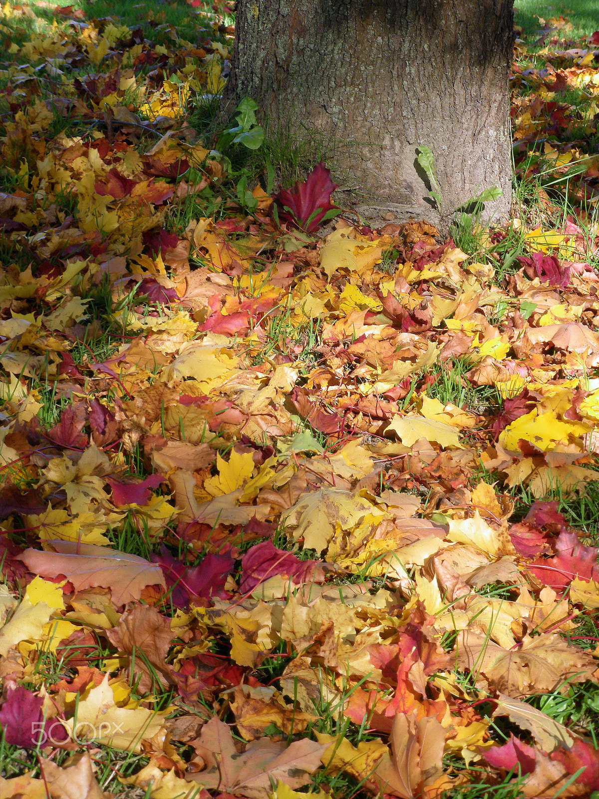 Pentax Optio M60 sample photo. Autumnleaves photography