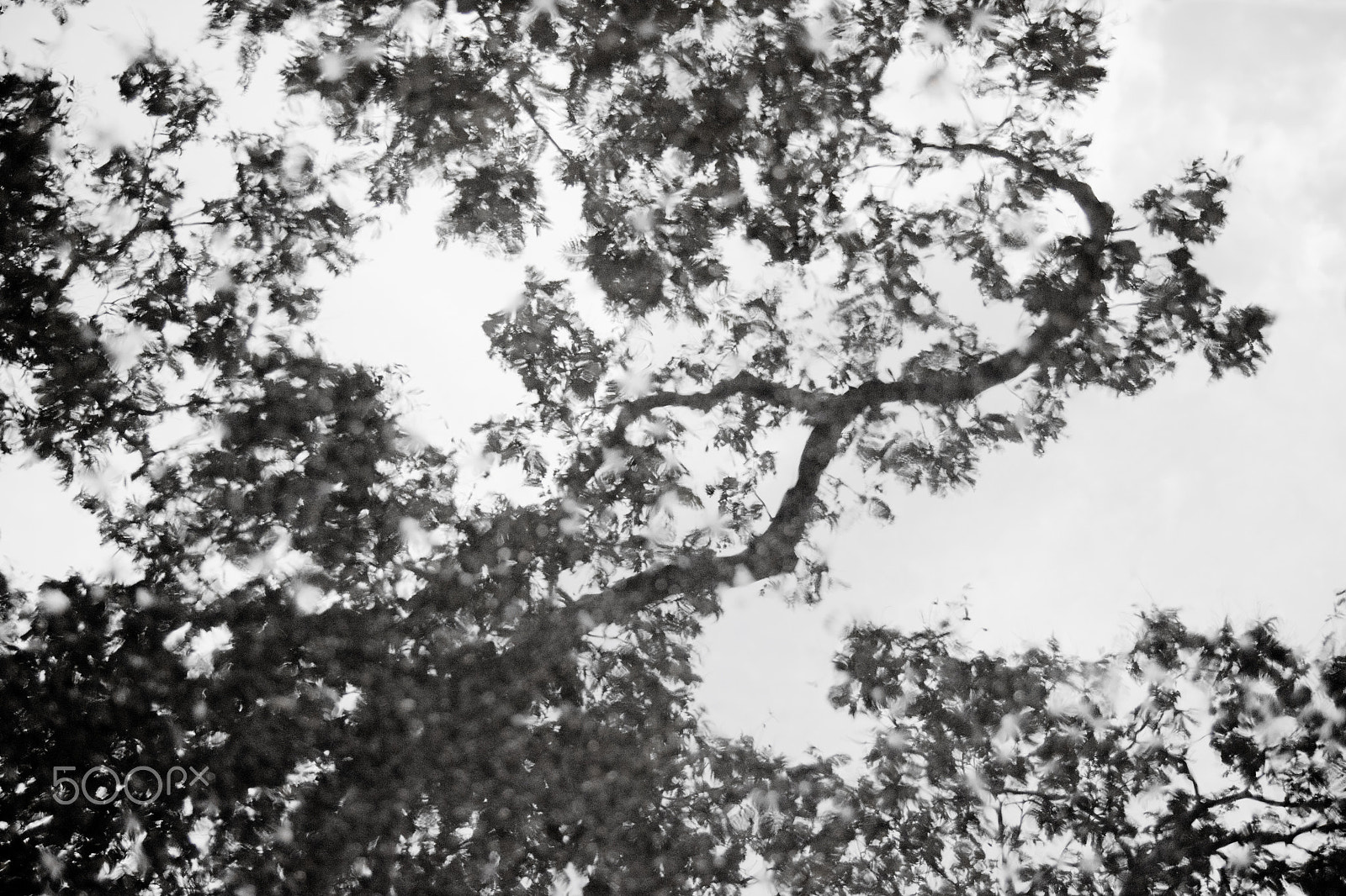 Canon EOS 750D (EOS Rebel T6i / EOS Kiss X8i) sample photo. Abtract of tree in black & white photography