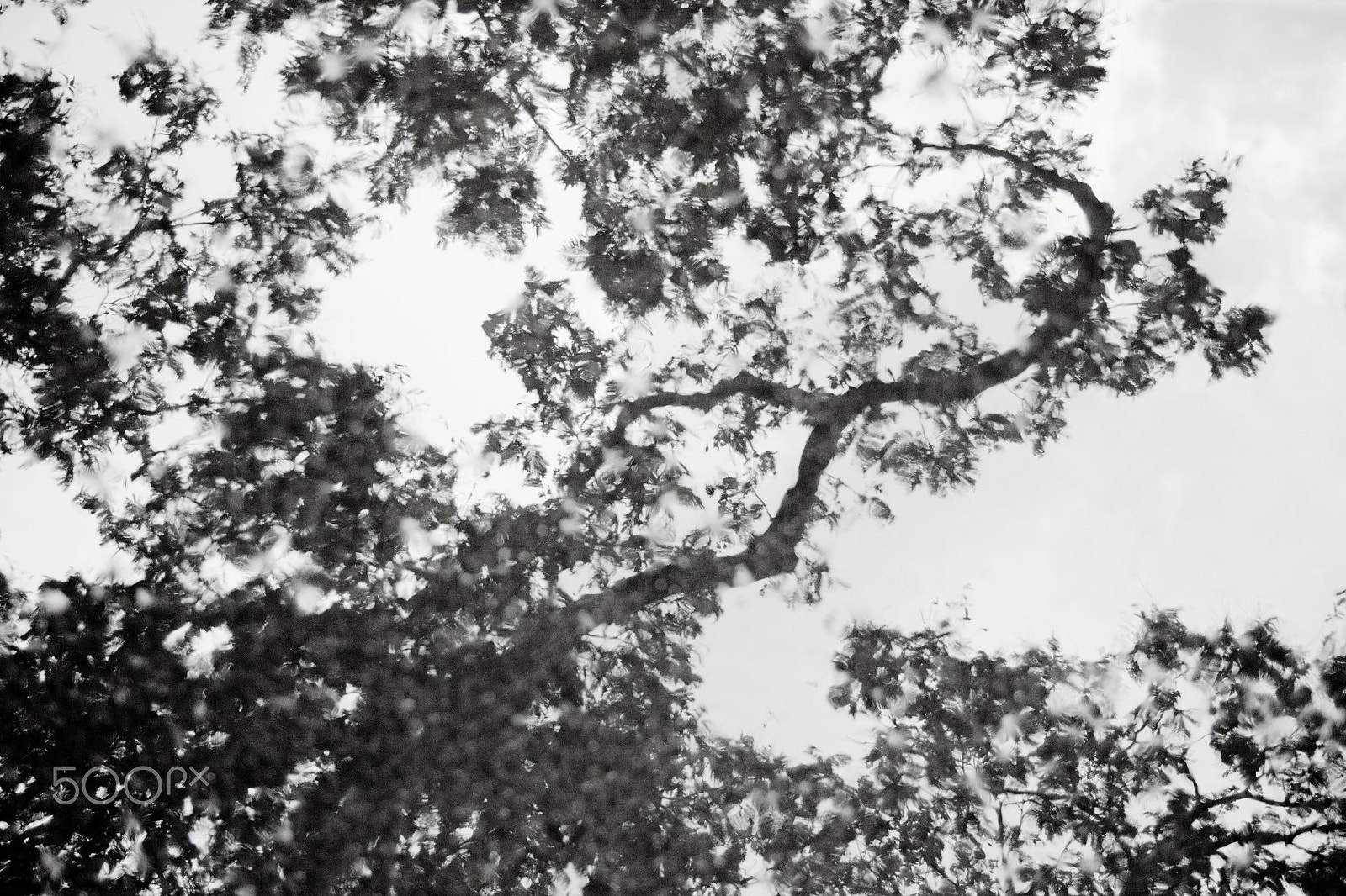 Tamron SP AF 17-50mm F2.8 XR Di II LD Aspherical (IF) sample photo. Abtract of tree in black & white photography